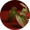 Epimedium