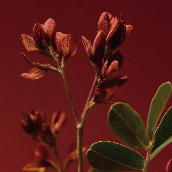 Organic Fenugreek