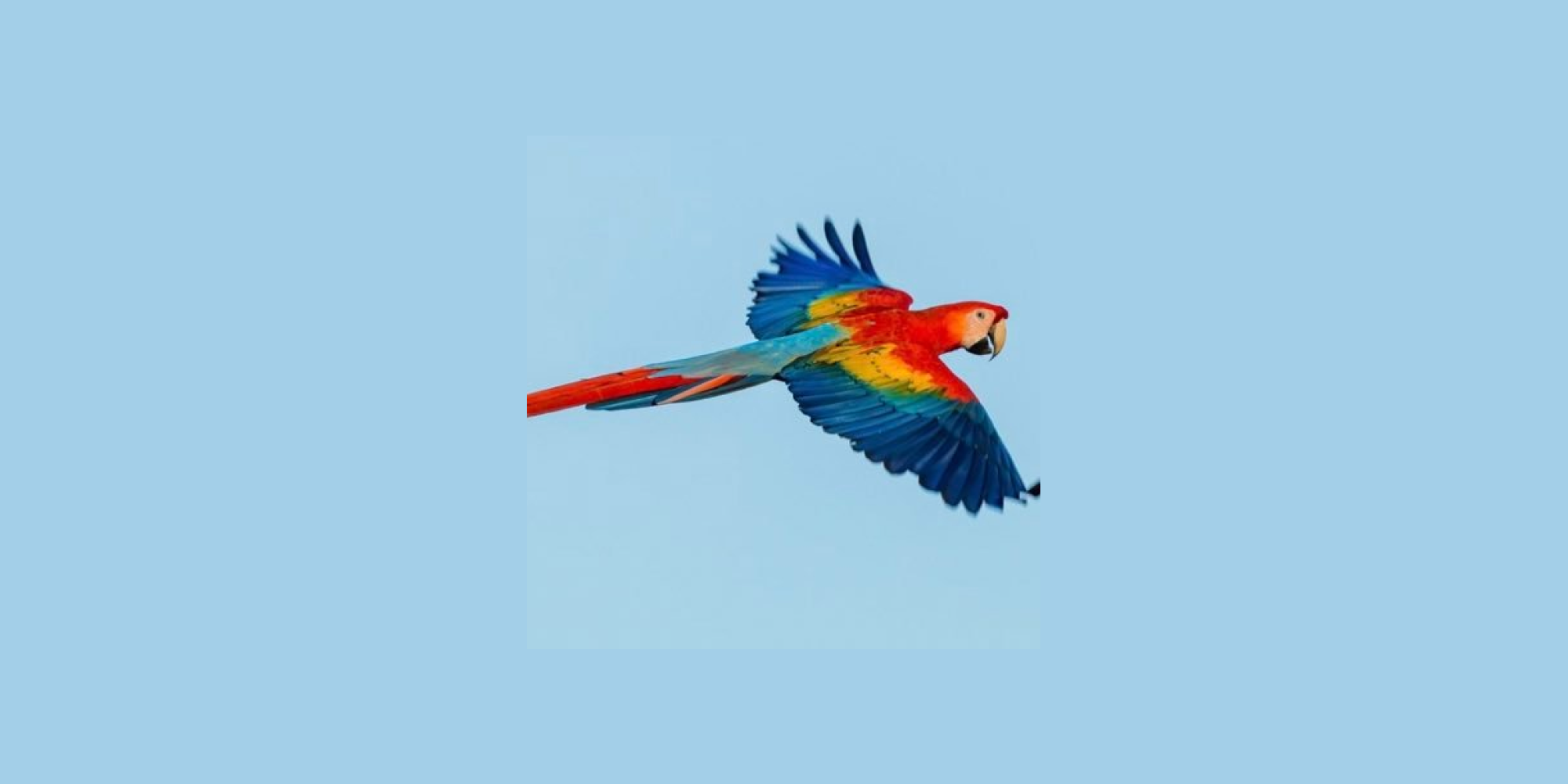 ParrotStock
