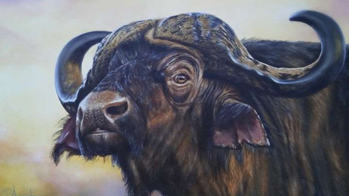 Buffel. 
