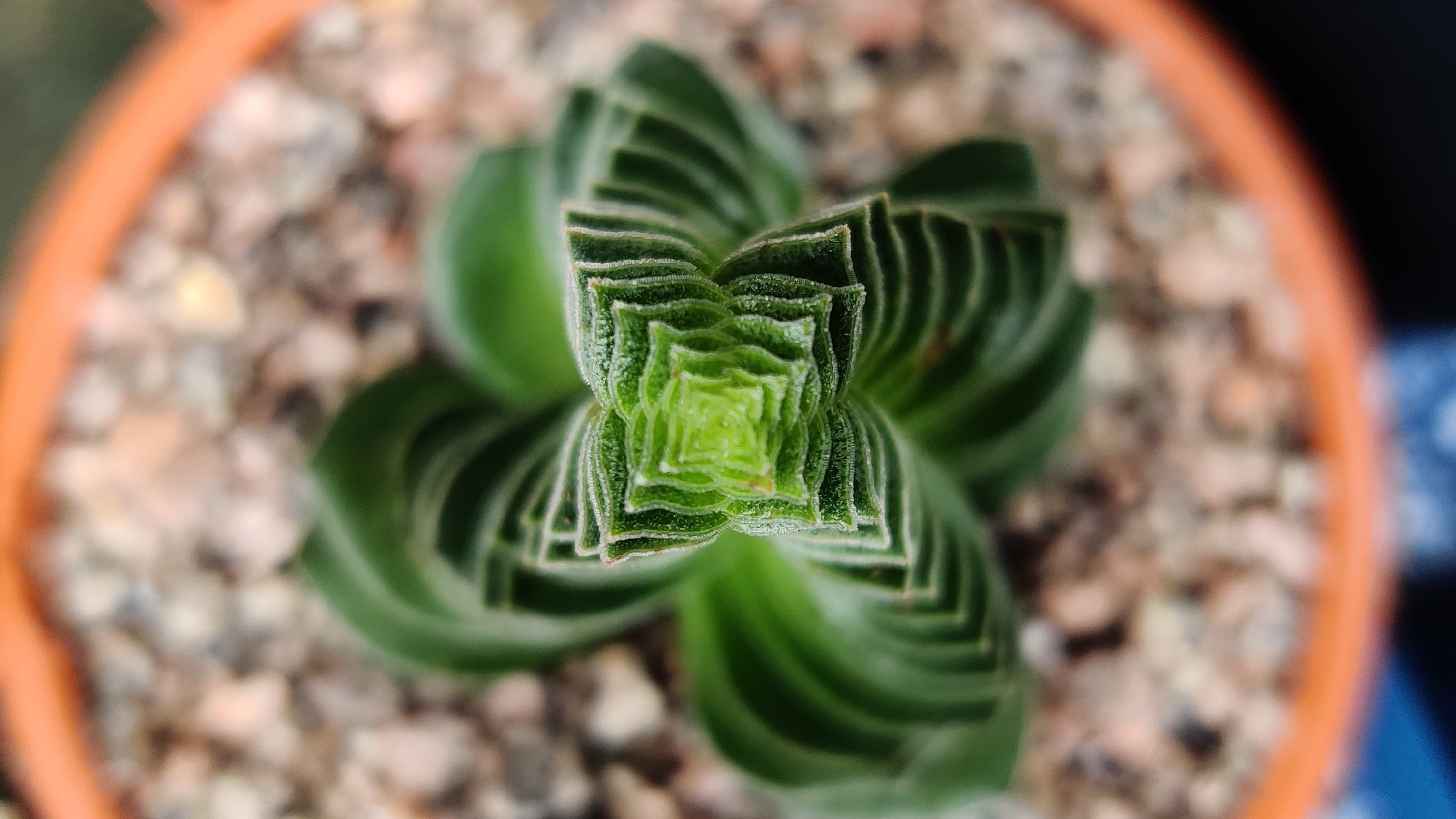 House Plants