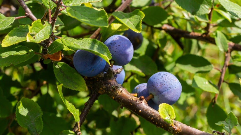 Blackthorn