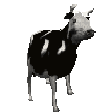 xqc