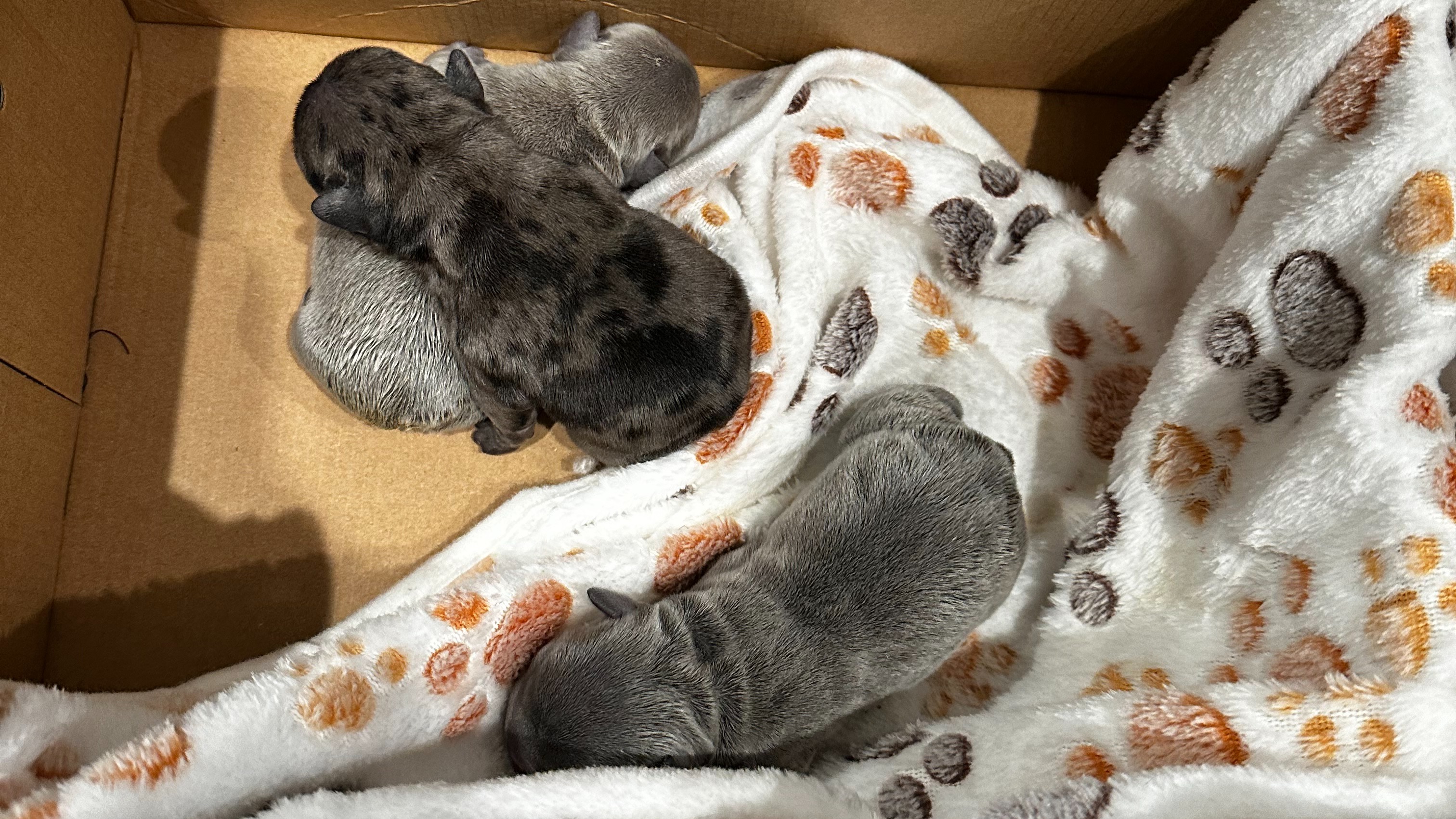Pawsitive Pals Playhouse 