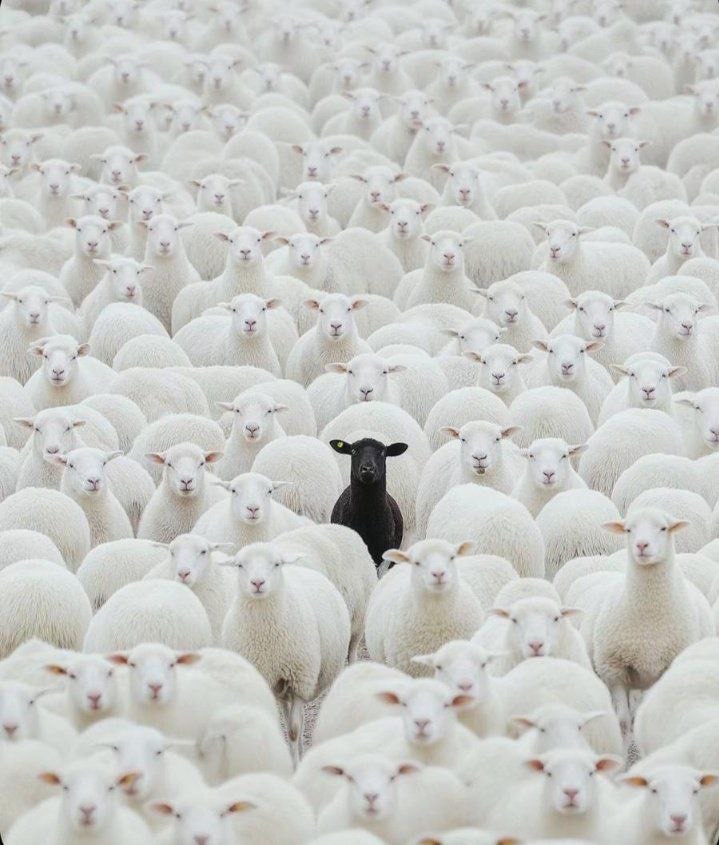 Black Sheeps On Earth 