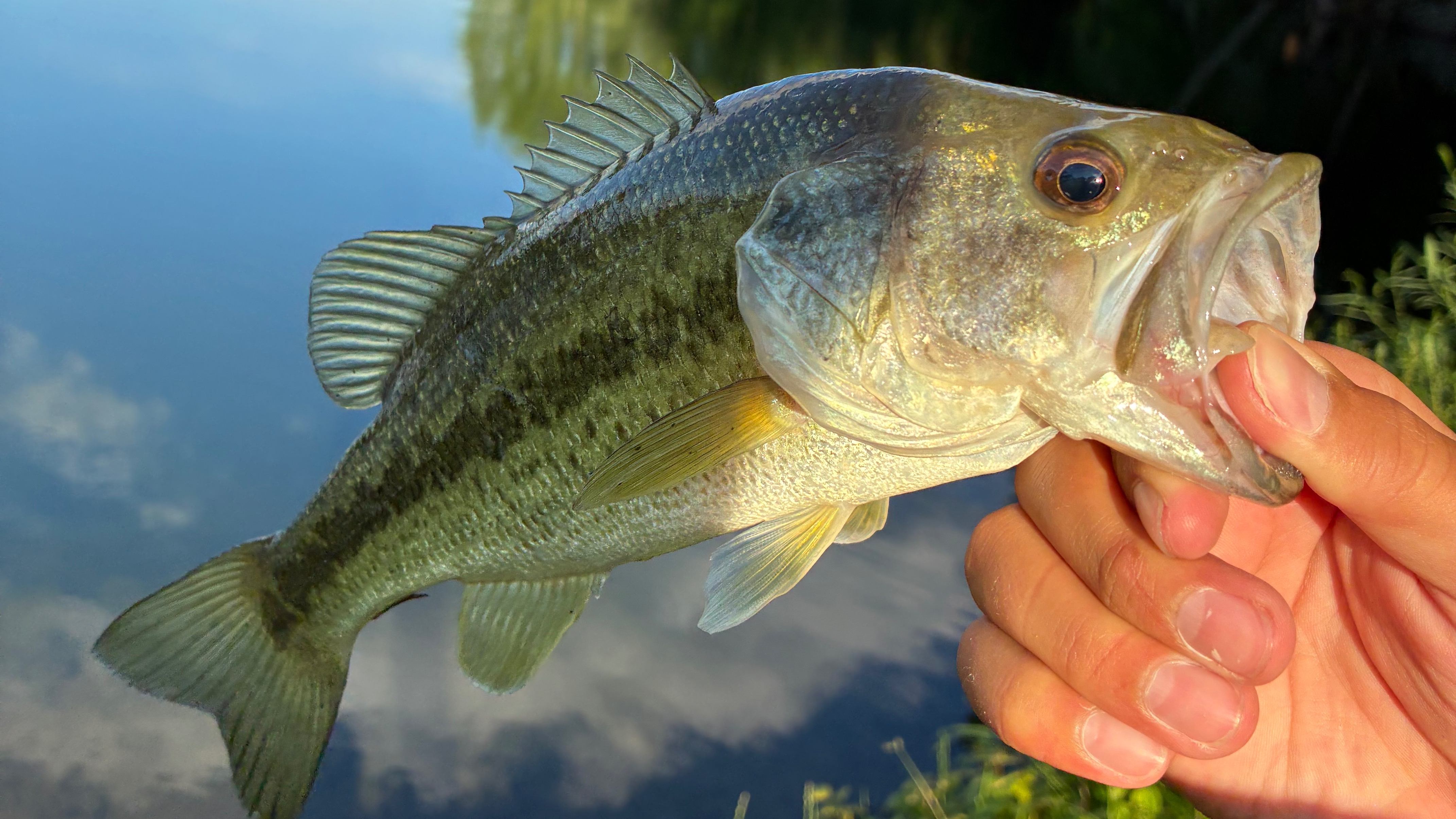Catch Some Big Bass