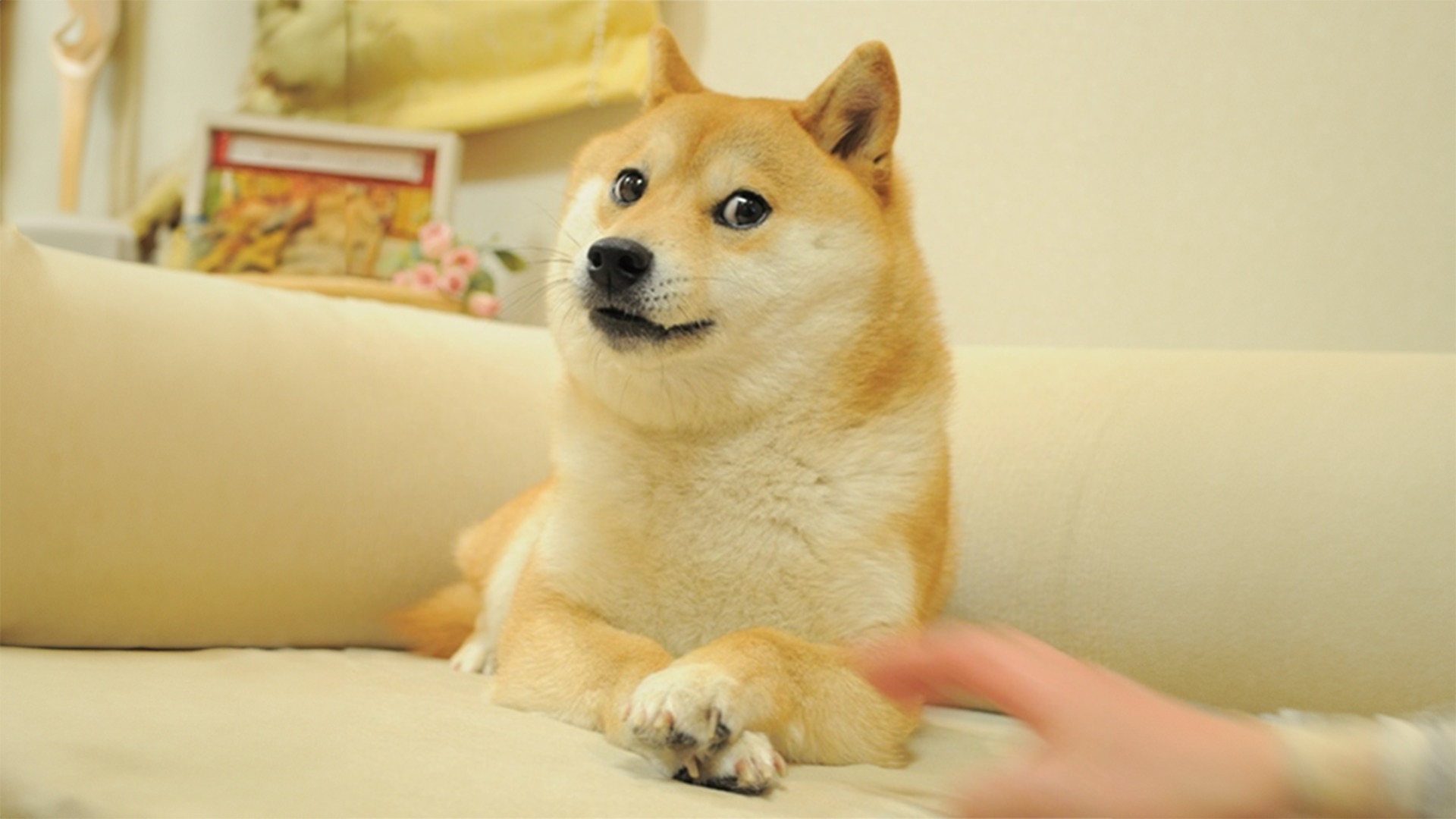 Own the Doge 