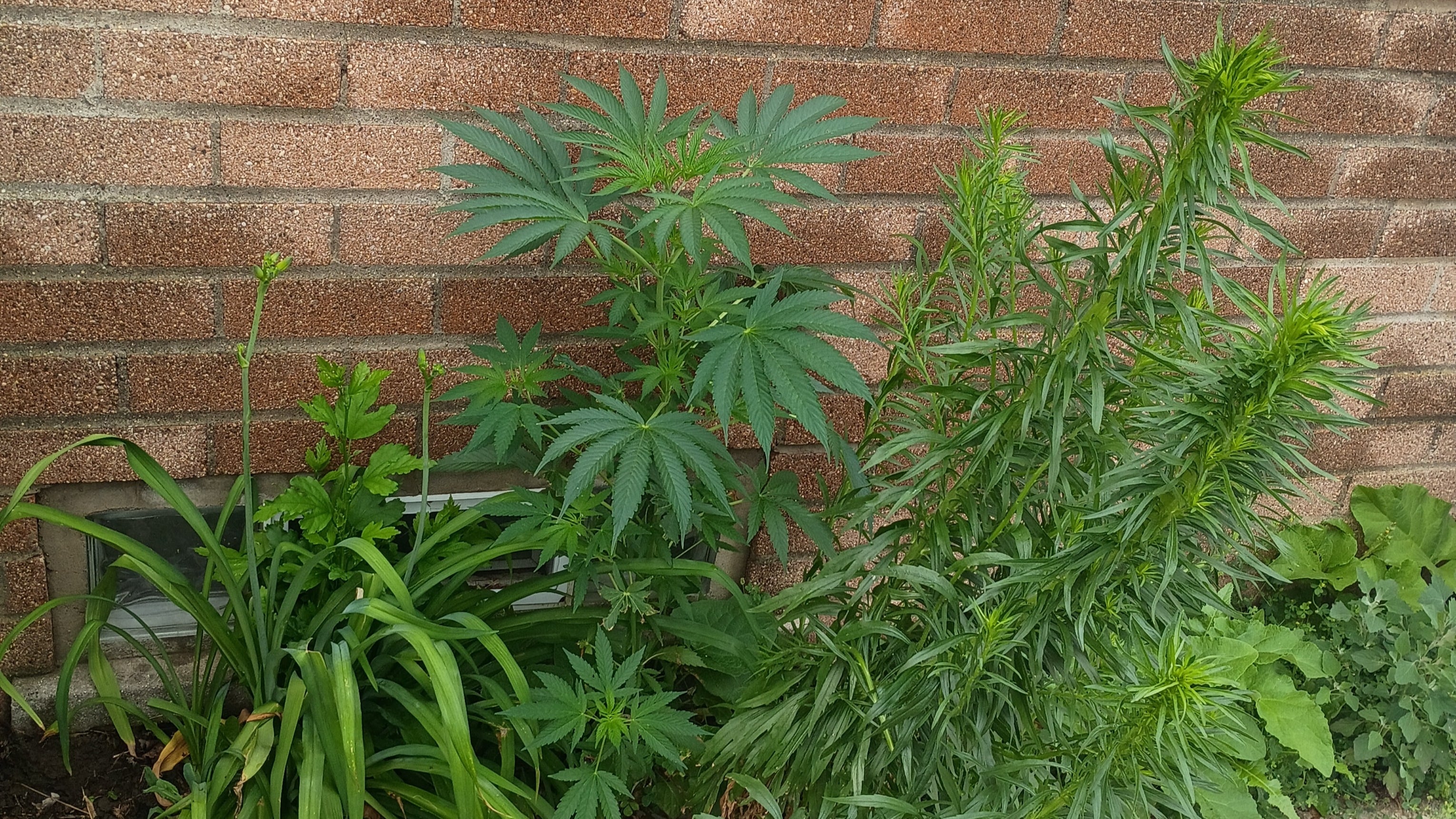 Don't panic it's organic