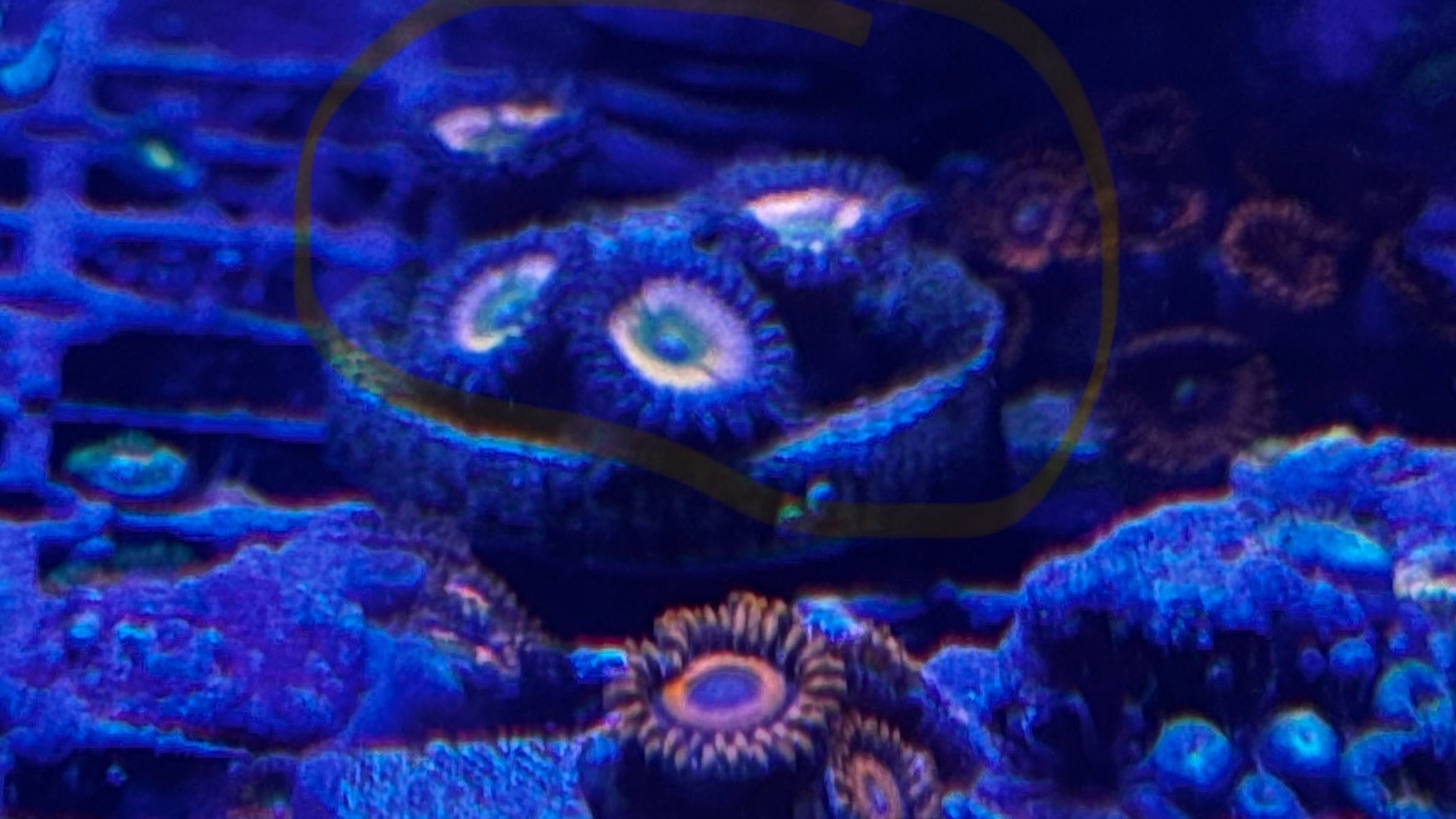 ReefRob
