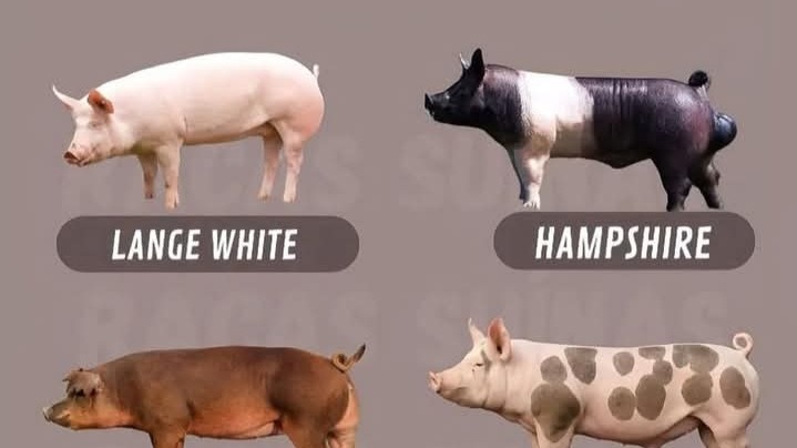 The pigs 