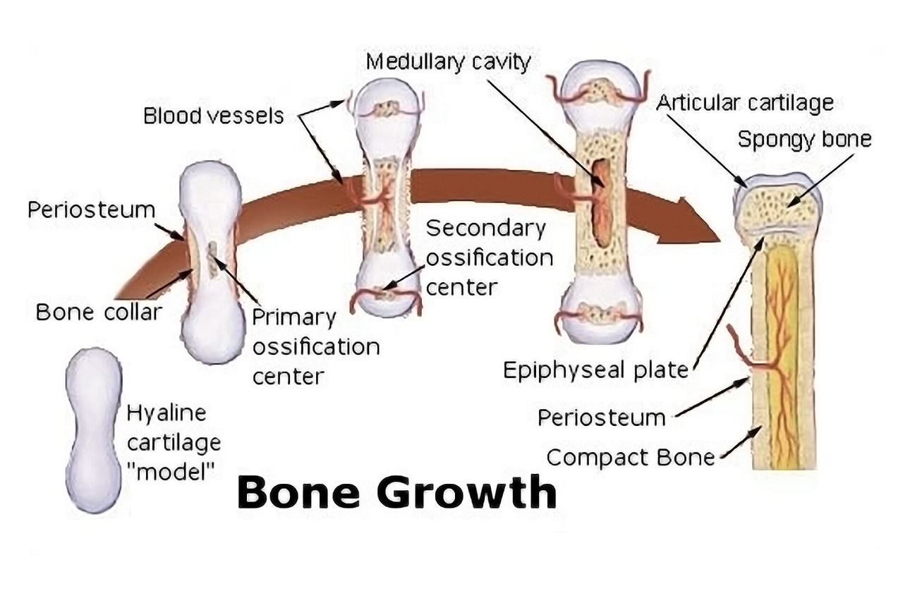 Bone Growth/IGF-1 Signaling 