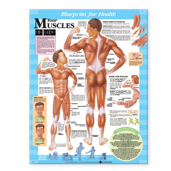 Physio Brand Blueprint