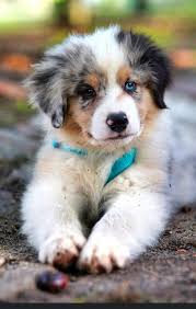 Apartment puppy training