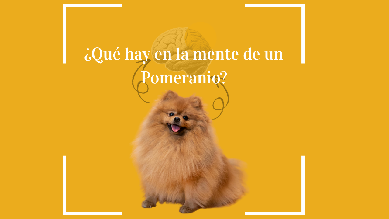 Pomeranios