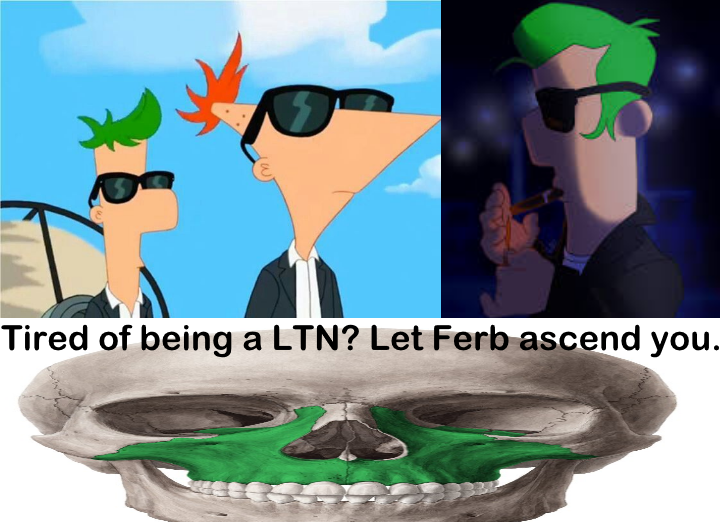 drippyferb's looksmax guide