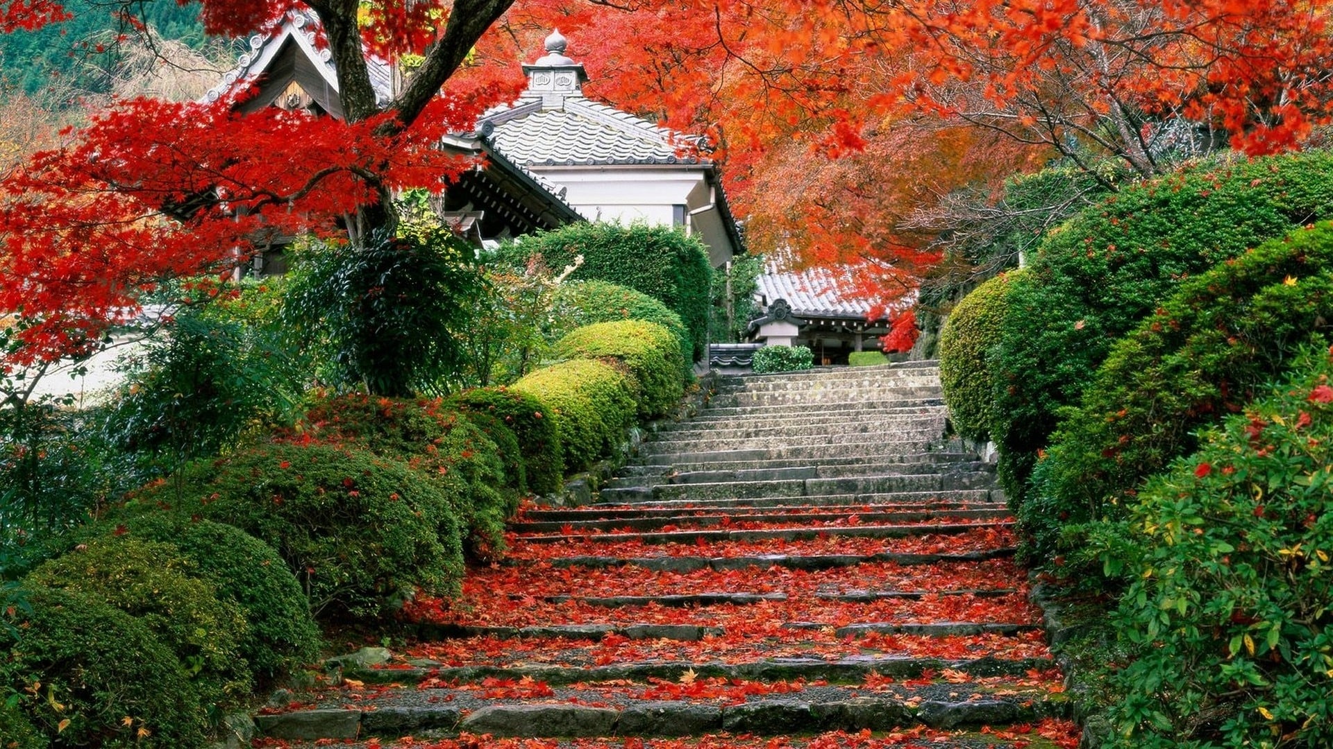 The Garden.