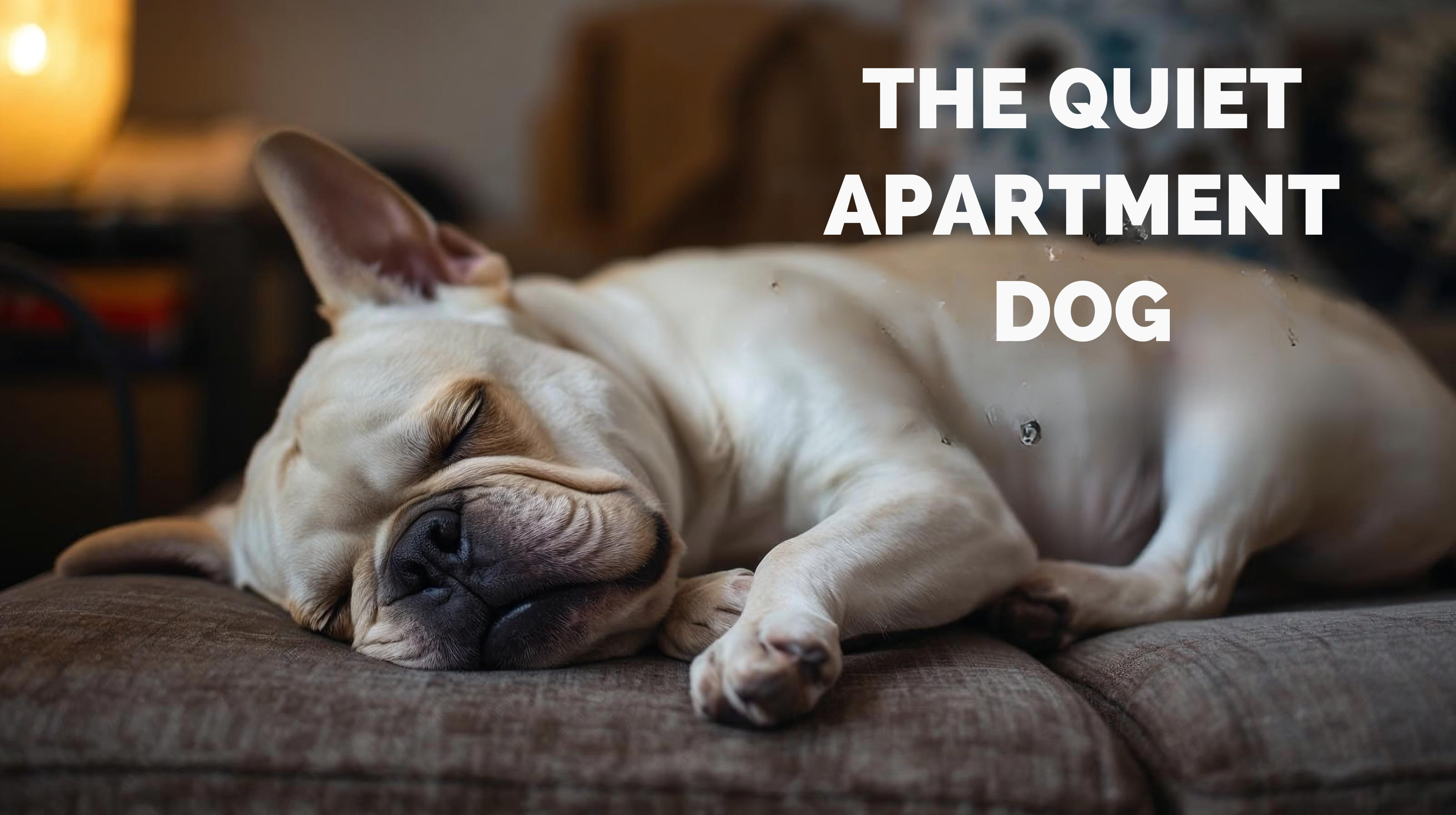 THE QUIET APARTMENT DOG 