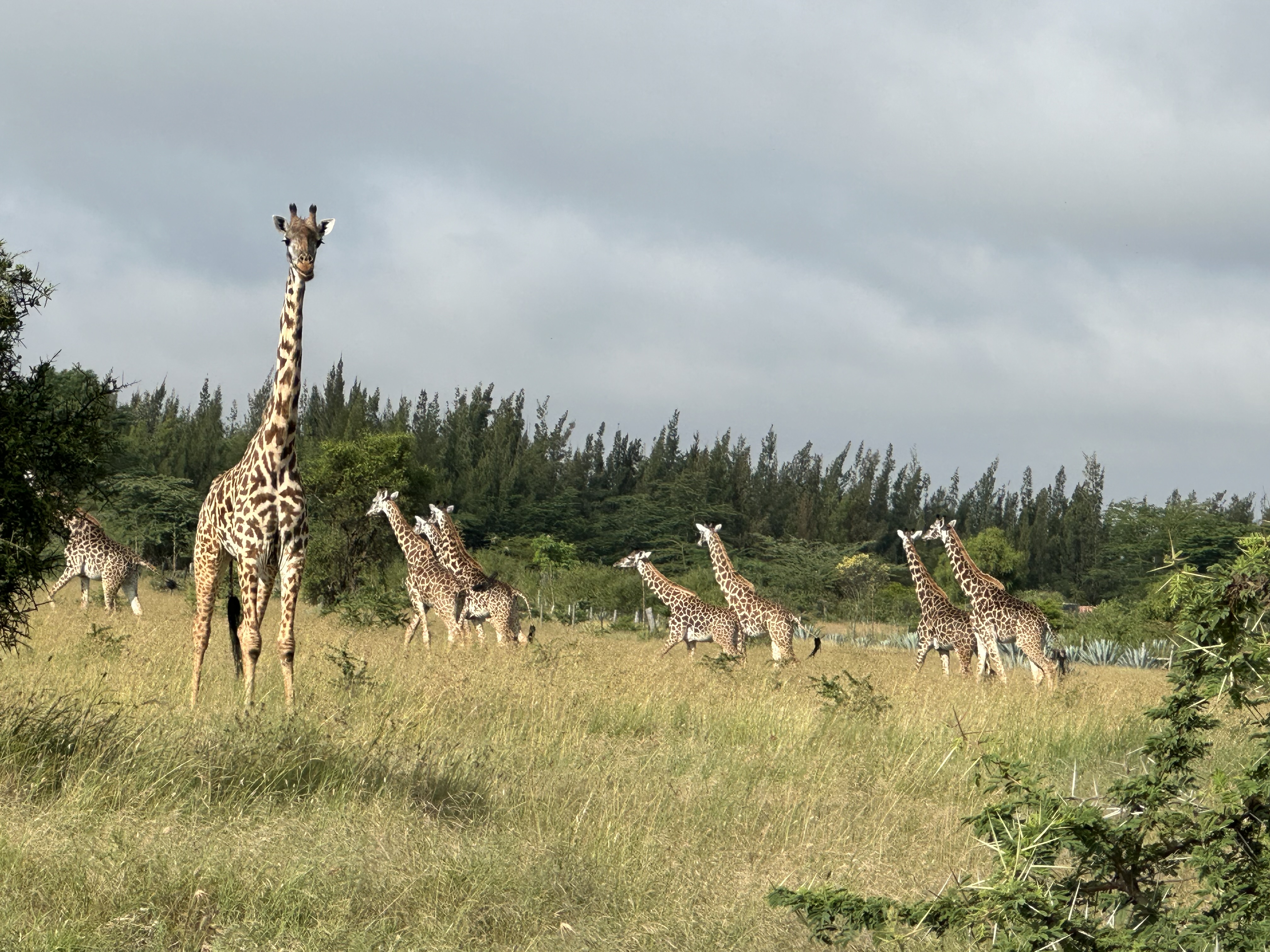 Corridors & Waterholes Fund