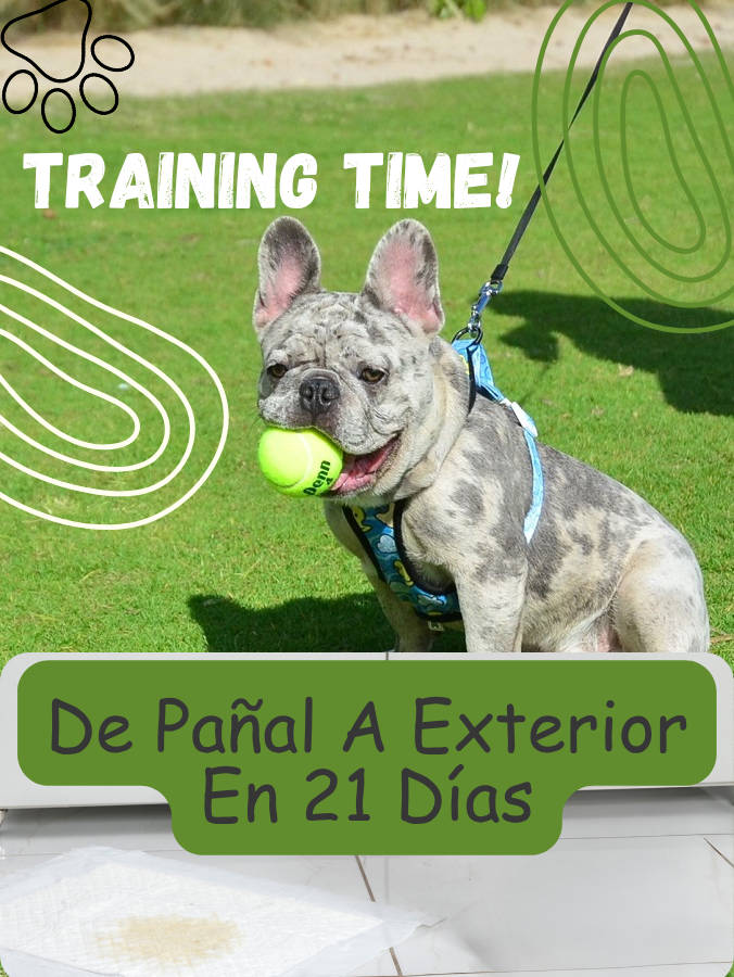 De Pañal A Exterior En 21 Días
