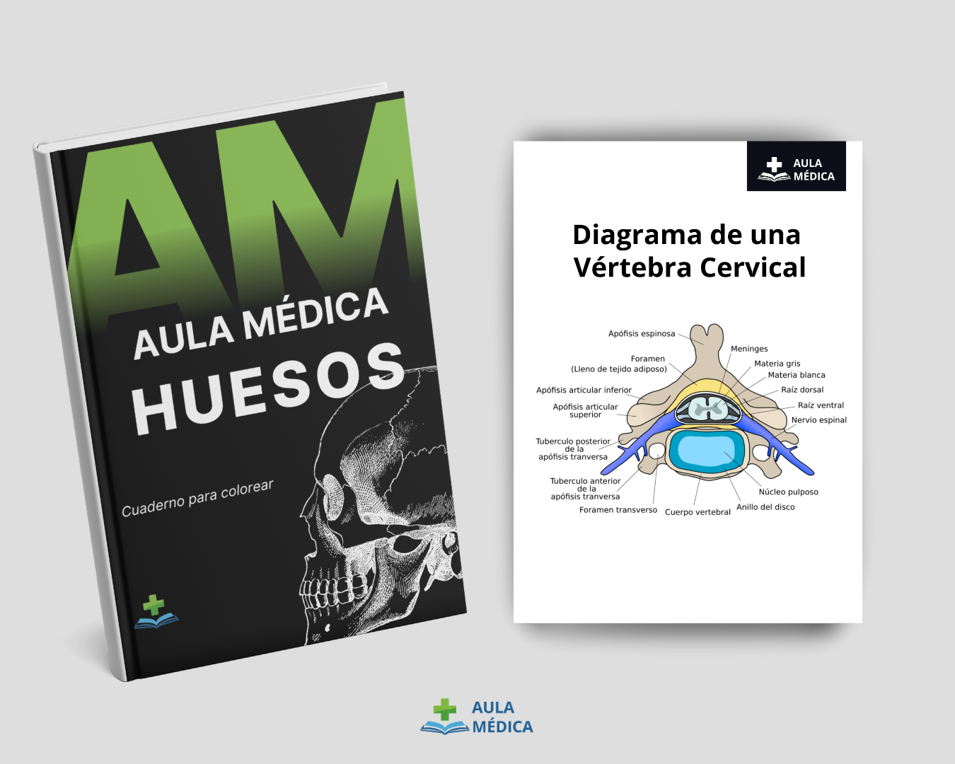 Anatomía huesos 