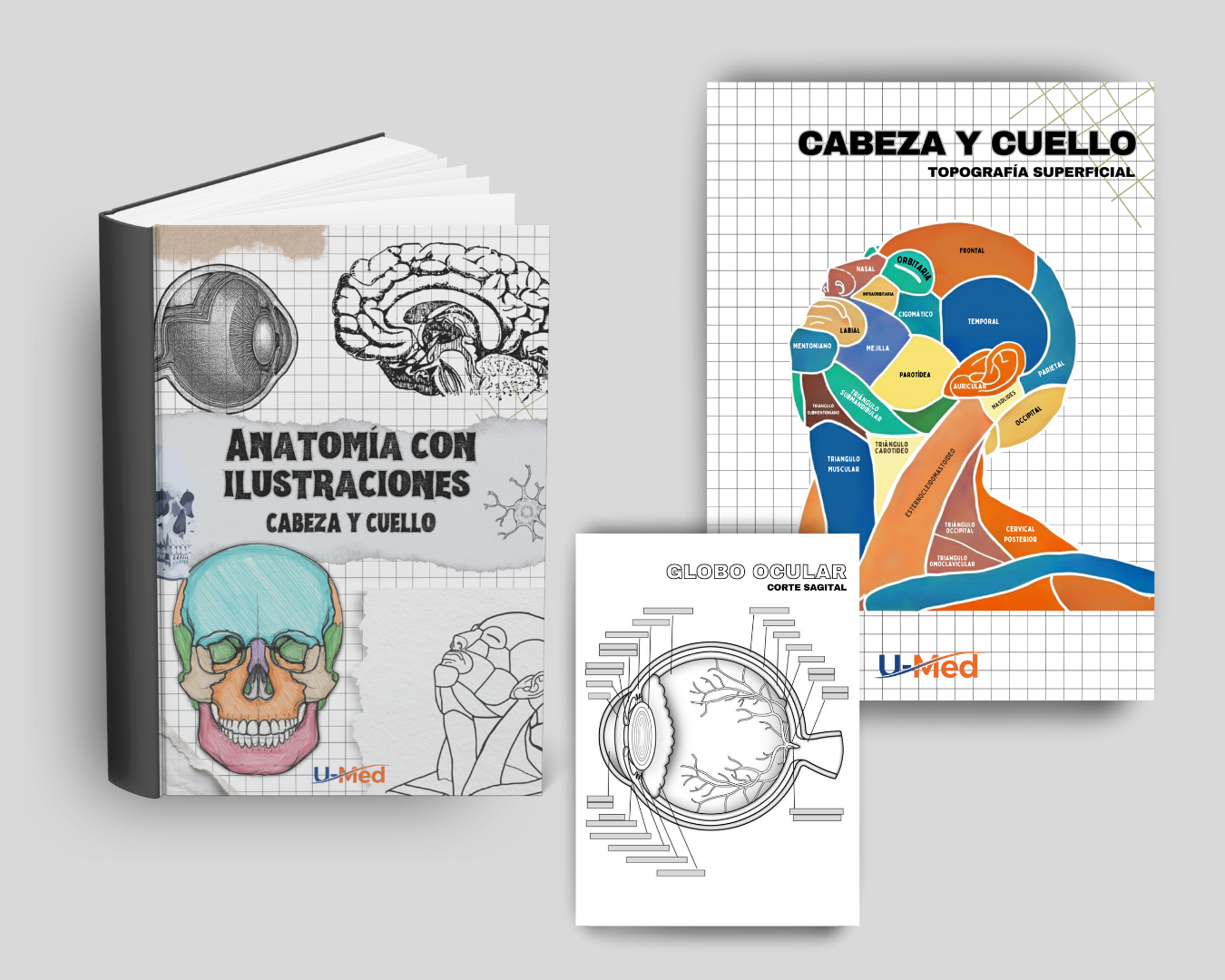 Anatomía con ilustraciones 1