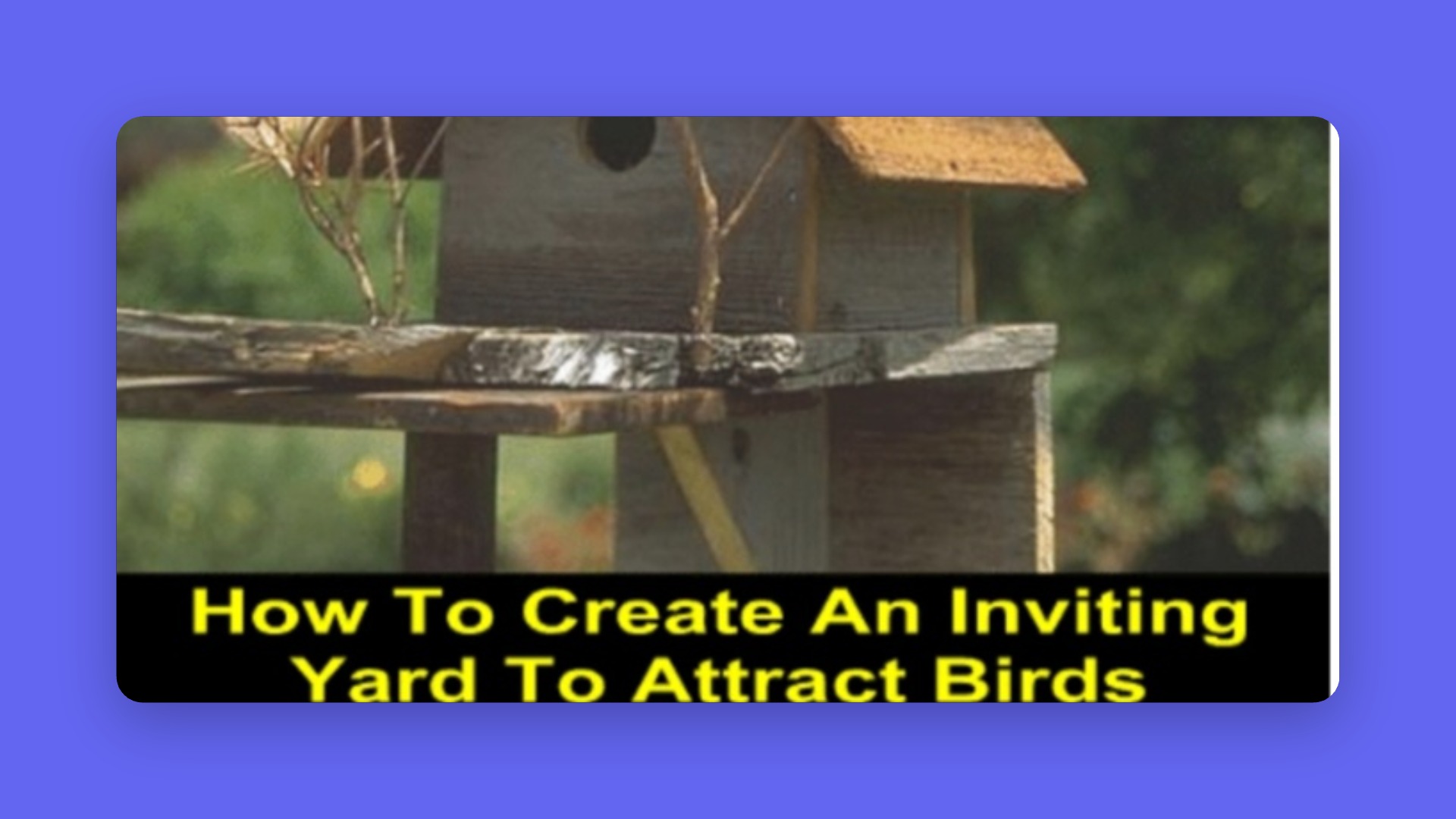 Habitats For Birds Guide