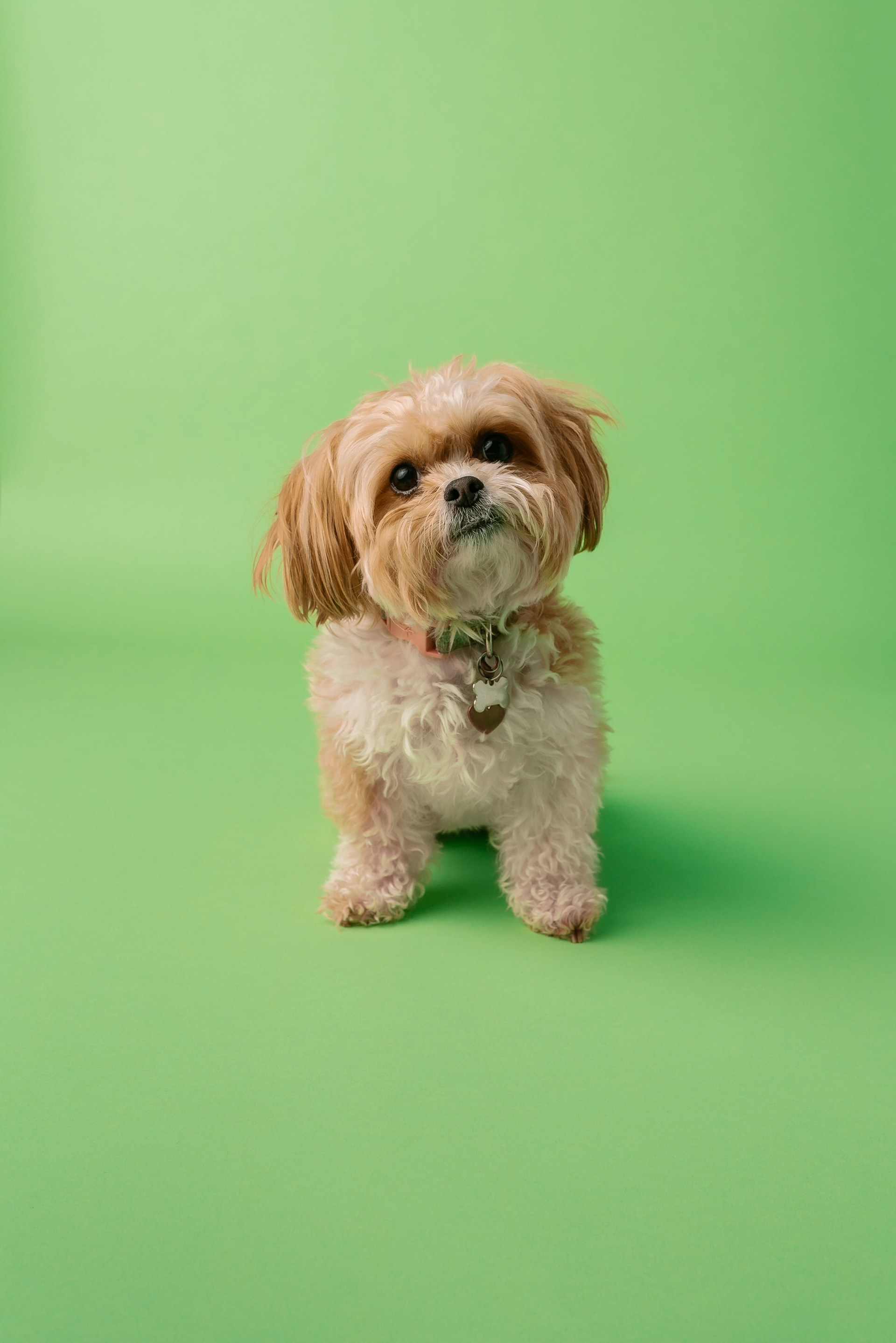 Professional Pet Photography Session