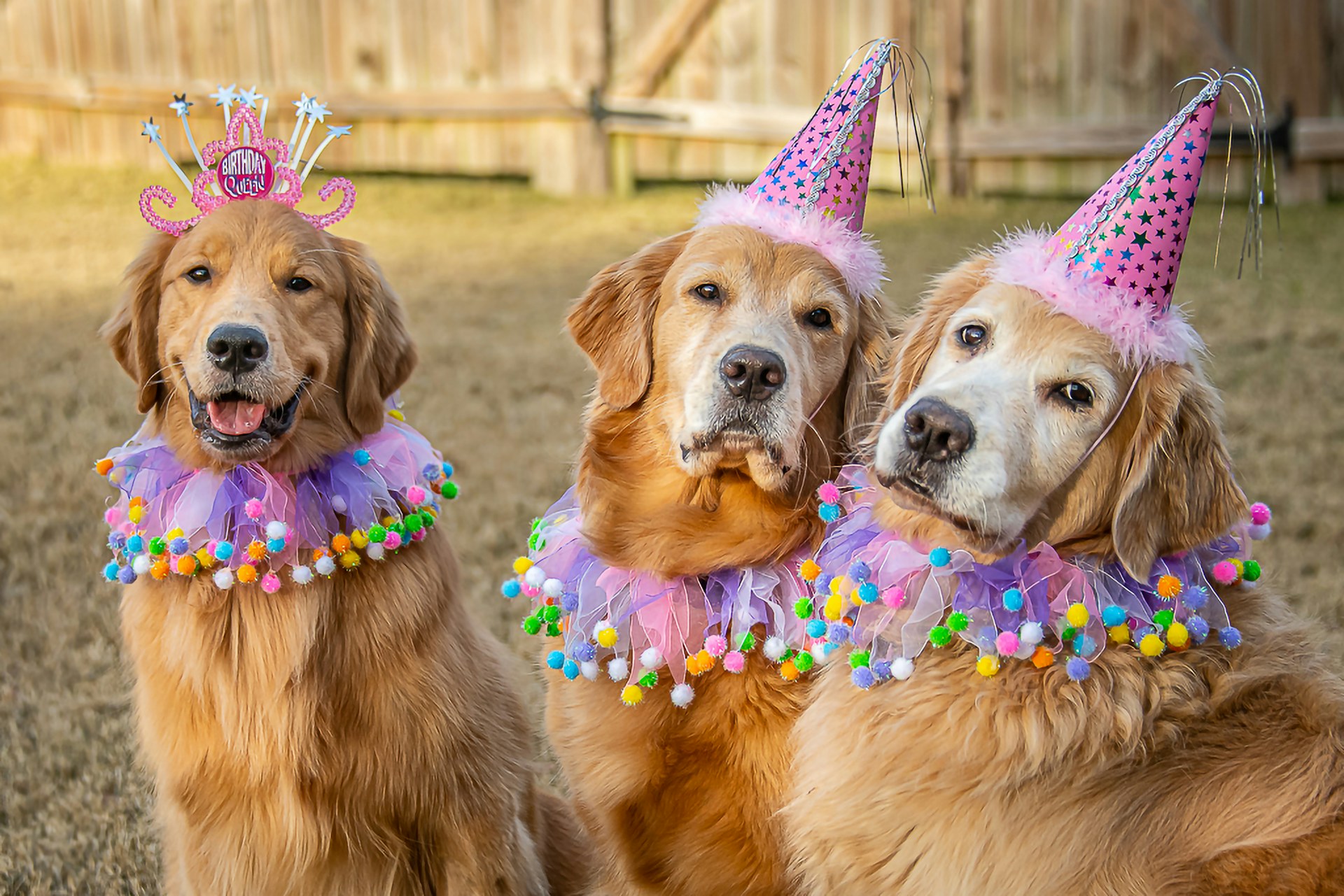 Furry Friend Birthday Photo Session