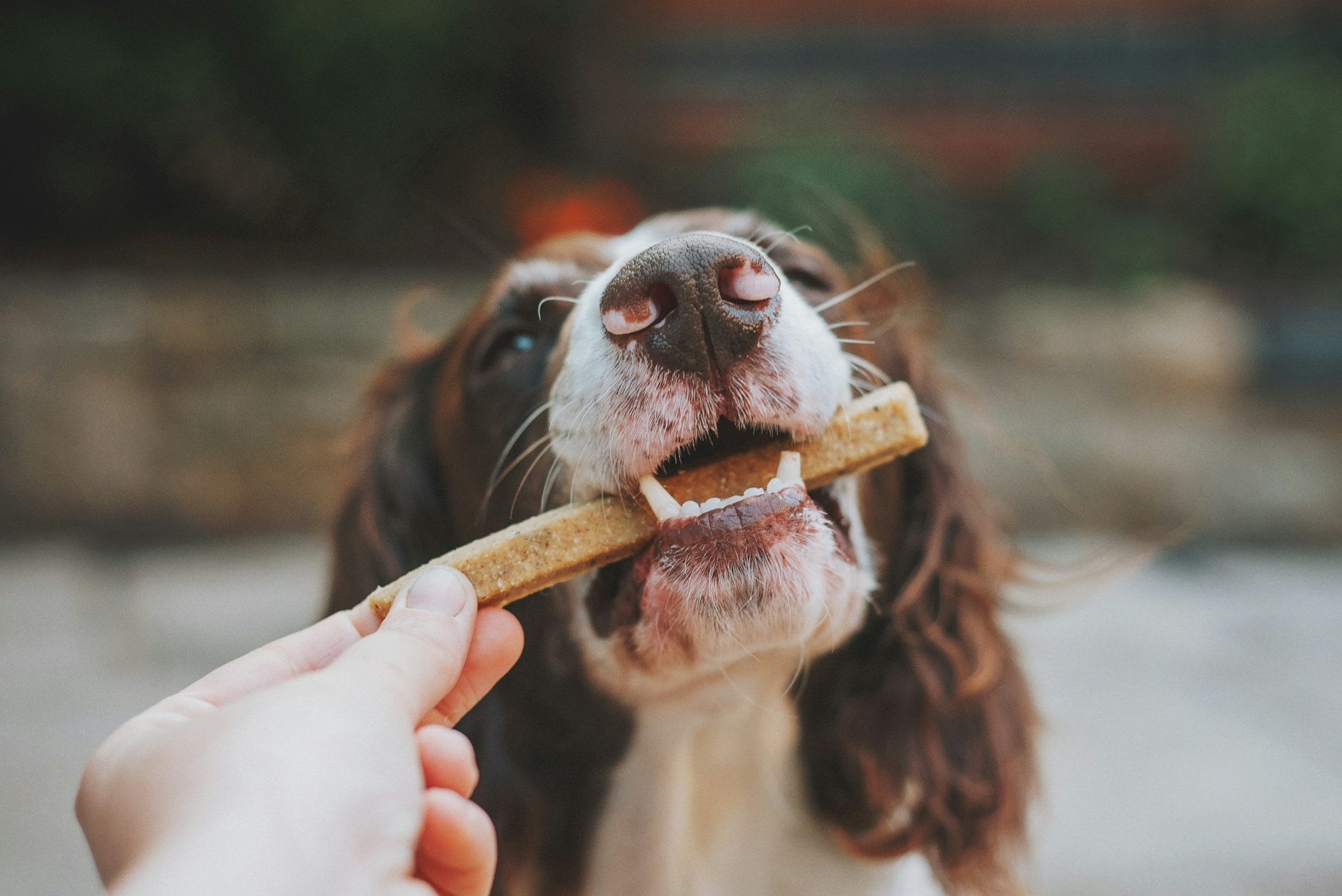 Grass-Fed Beef Dental Chews