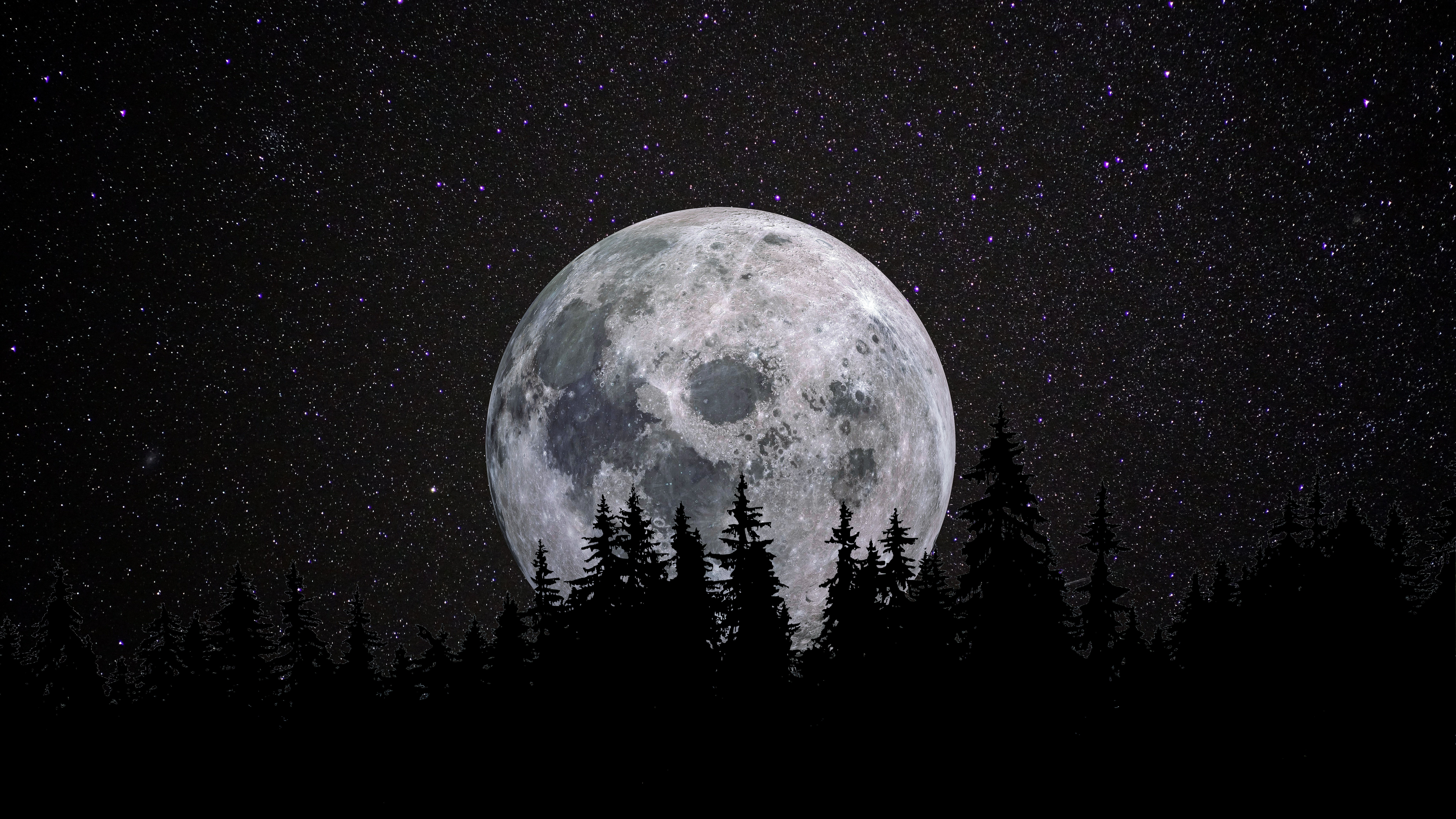 Full Moon Forest Dark 4K Wallpapers