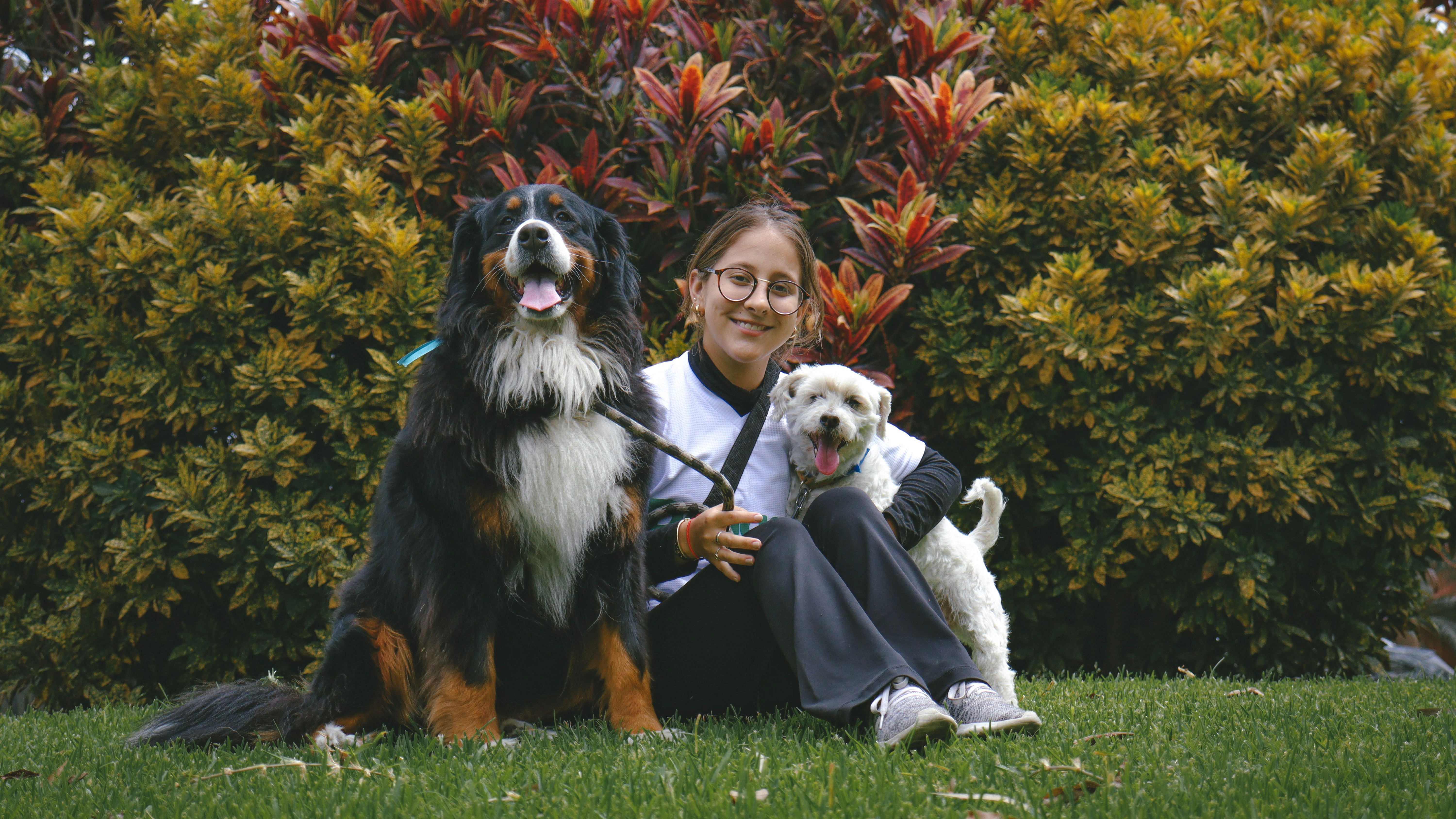 Programa Básico de Adiestramiento Canino en Casa