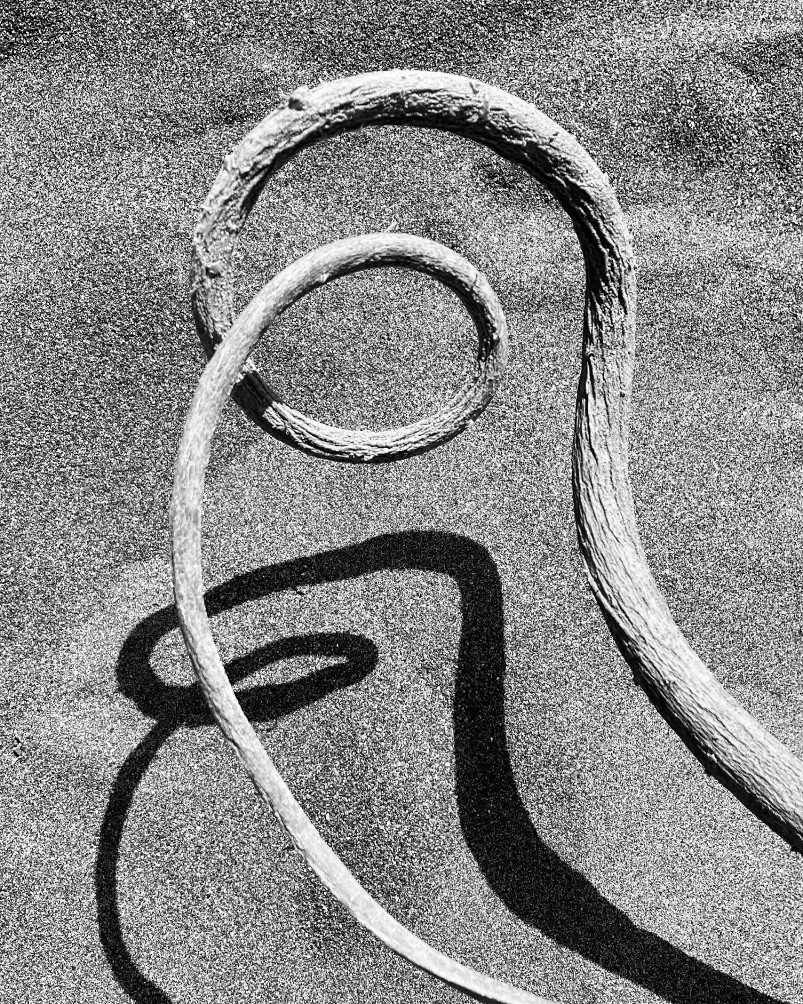 Coiled wood