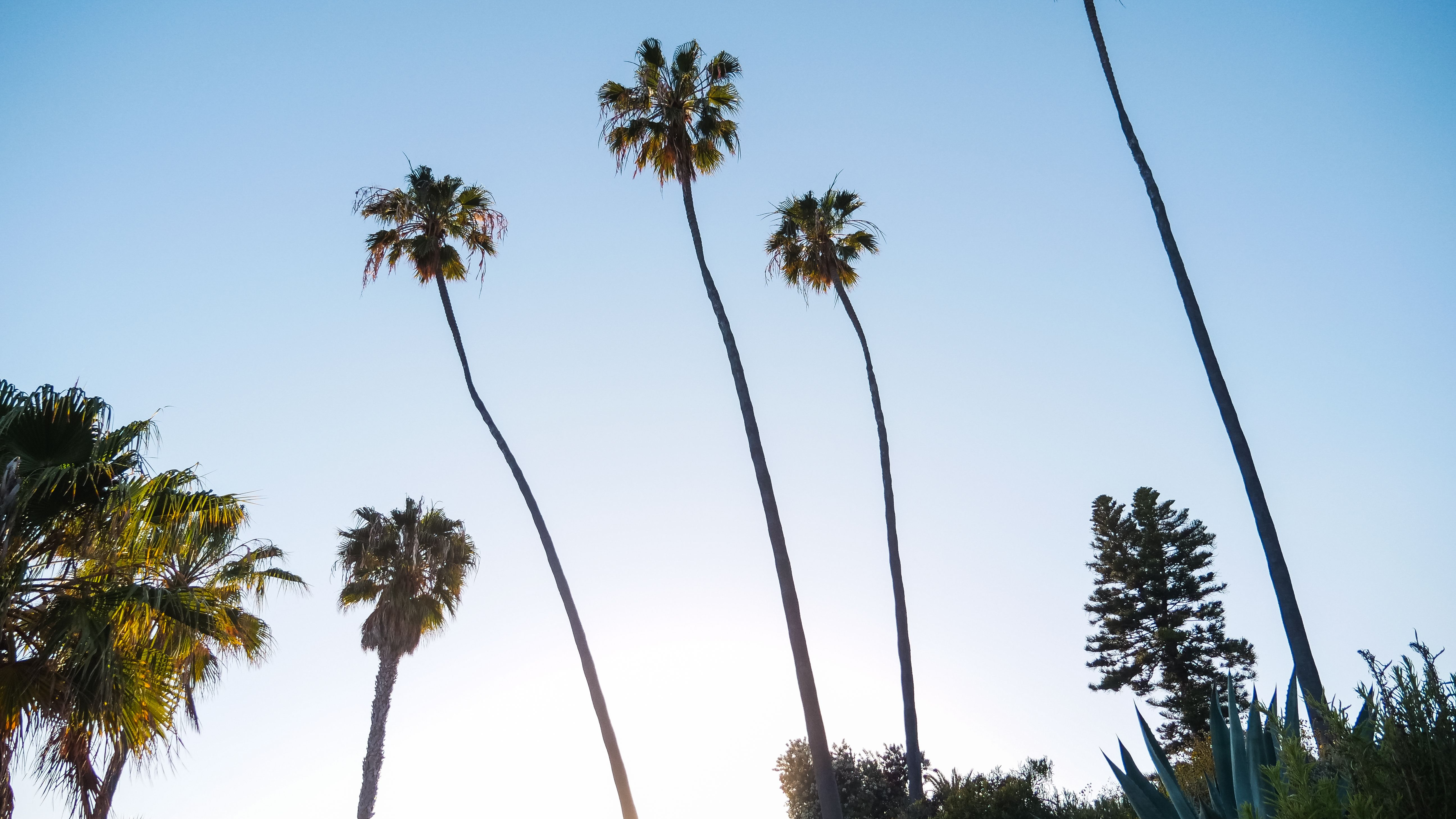 California LLC Guide