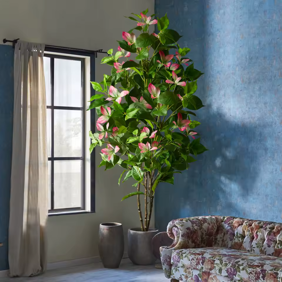 The Magnolia Ficus Tree