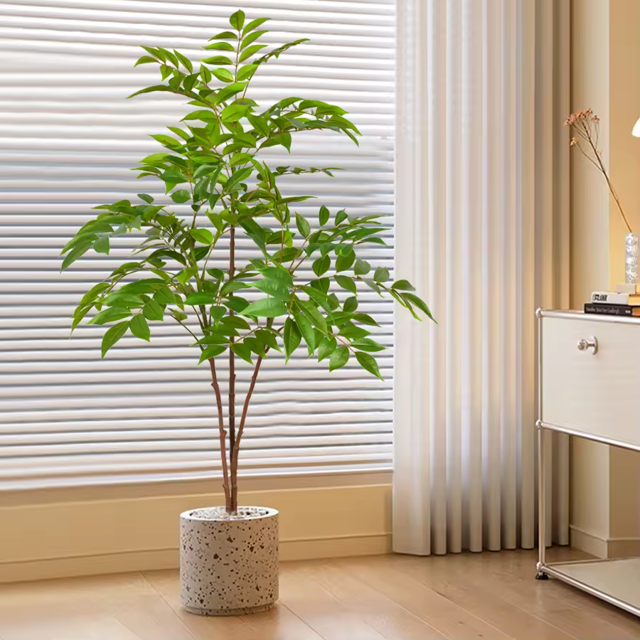 The Ficus Tree