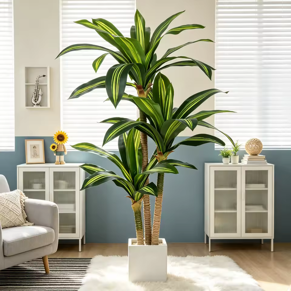 The Dracaena Tree