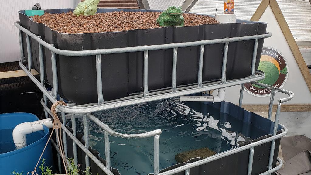 Home Tilapia Farming Starter Guide