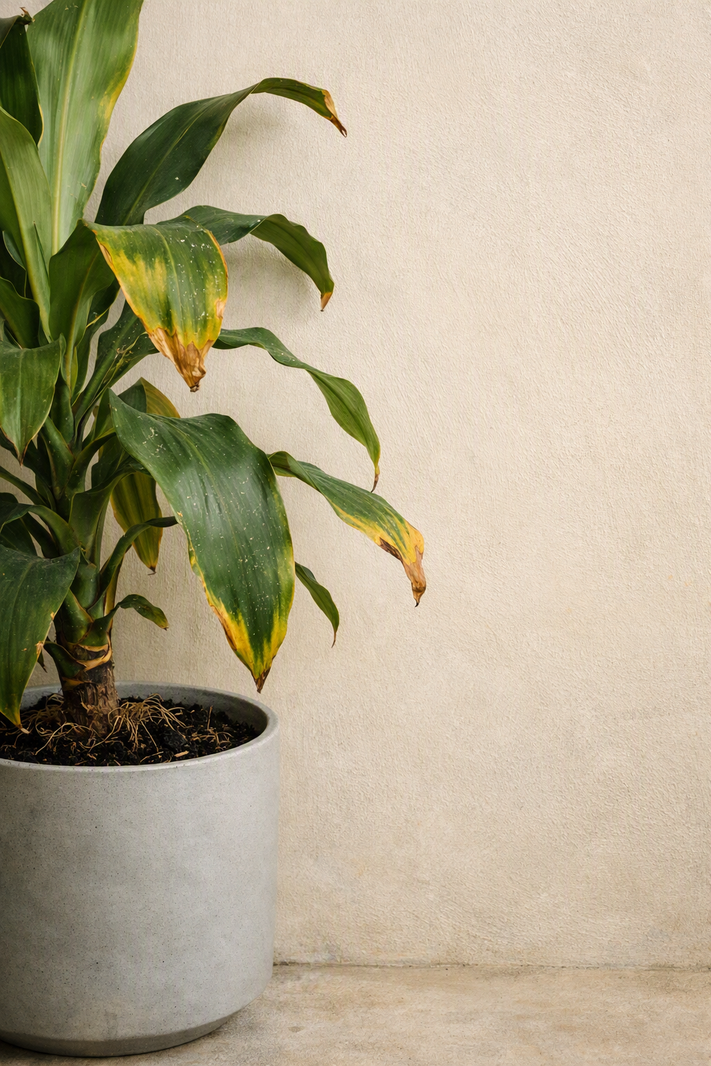 Keep Office Plants Green And Pest Free: A Symptom-First Care System