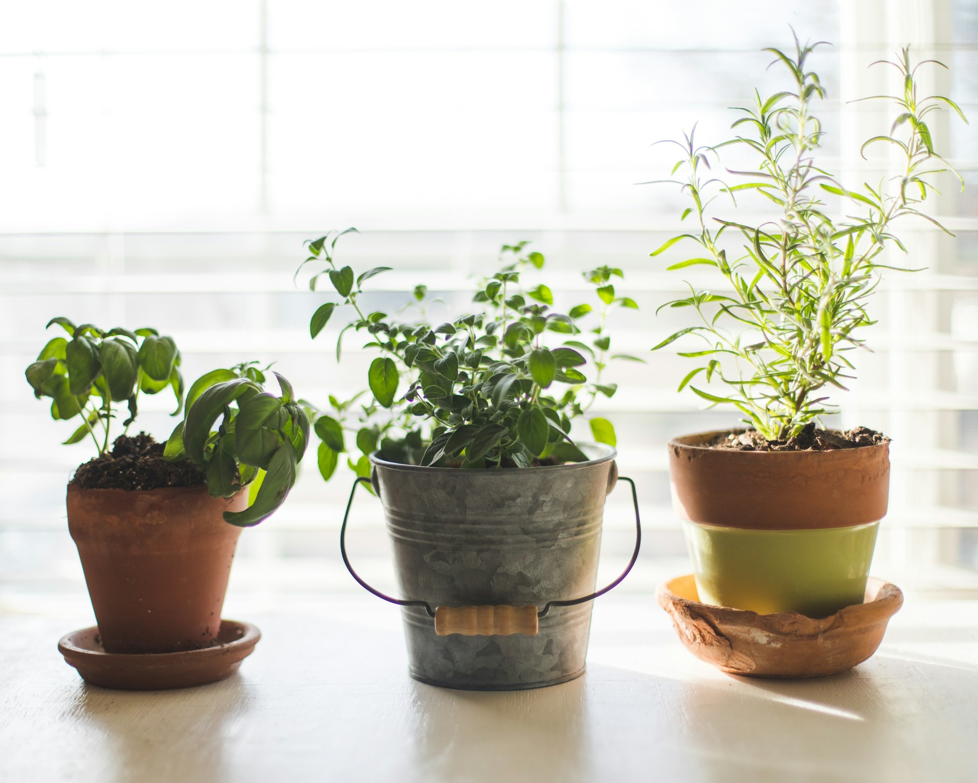 Indoor Herb Growing Guide