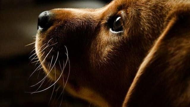 Pet Care Essentials