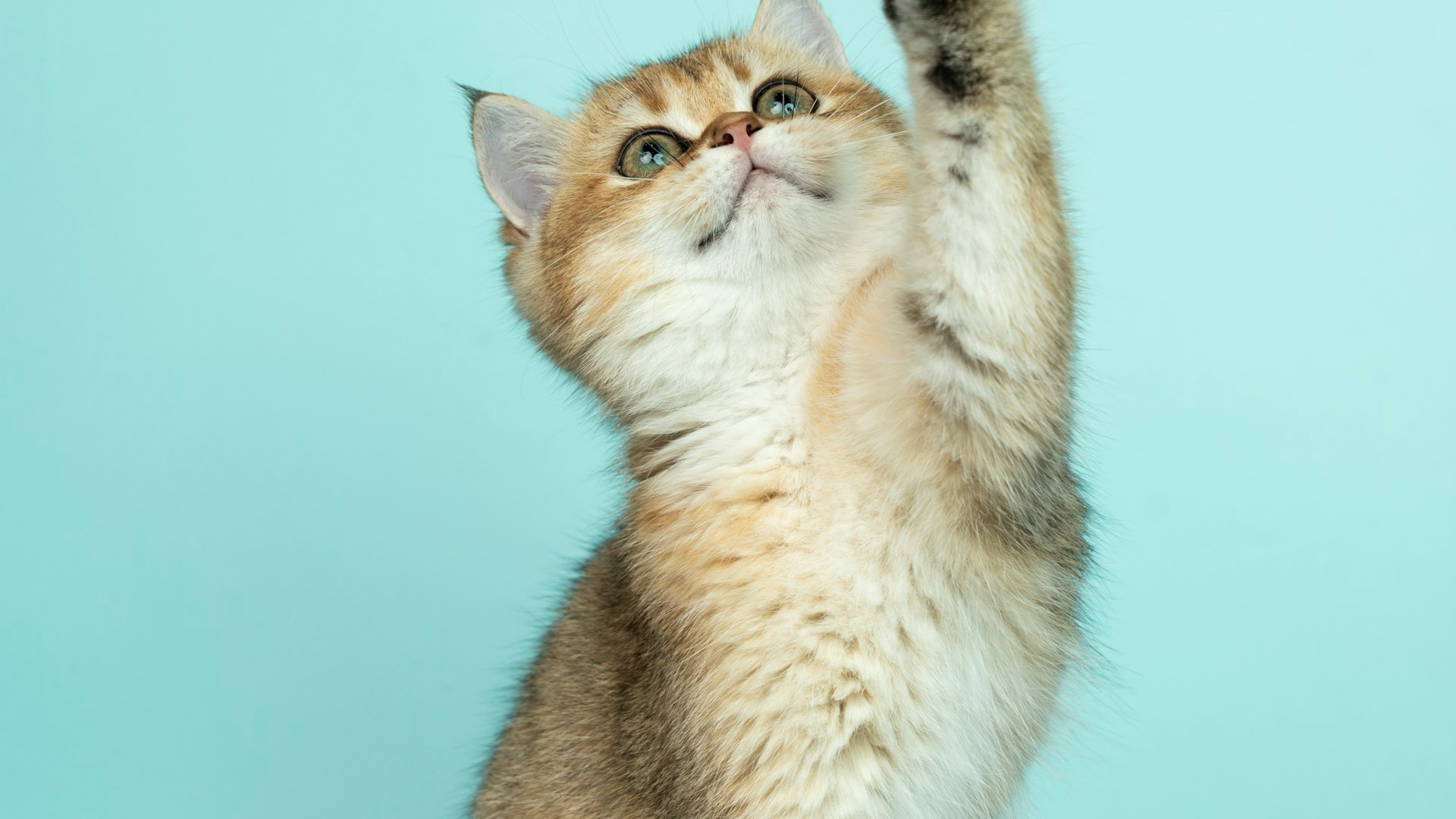 The kitten Behavior fix