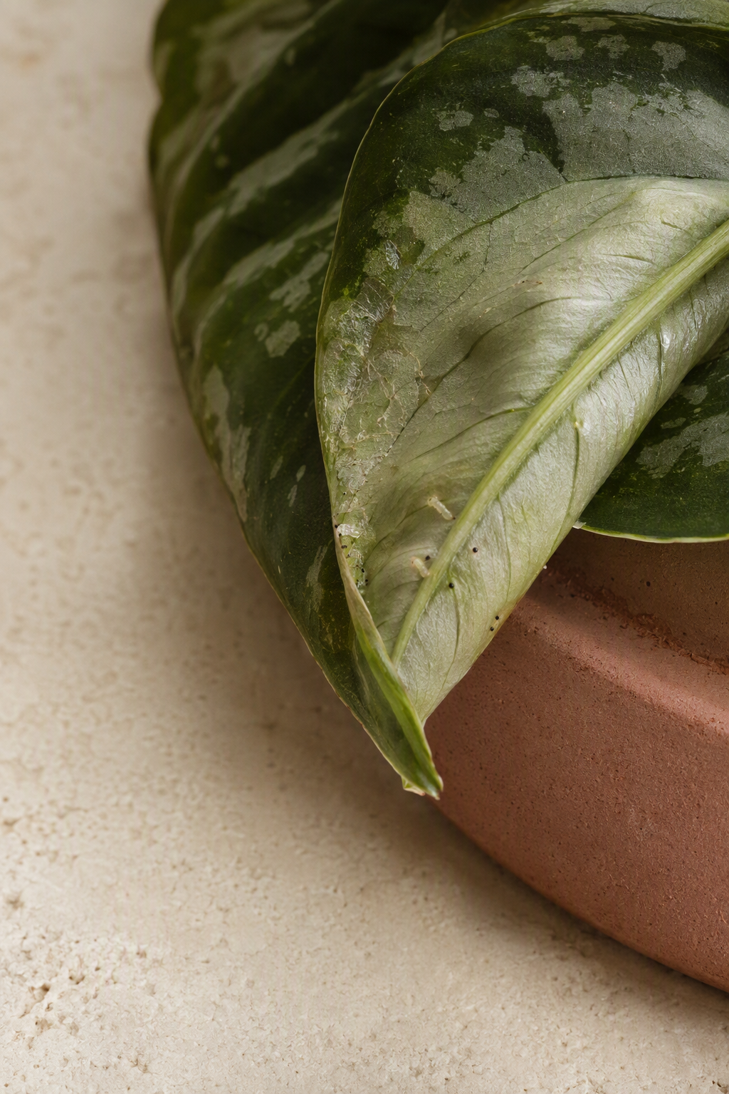What Your Houseplant’s New Leaves Are Telling You