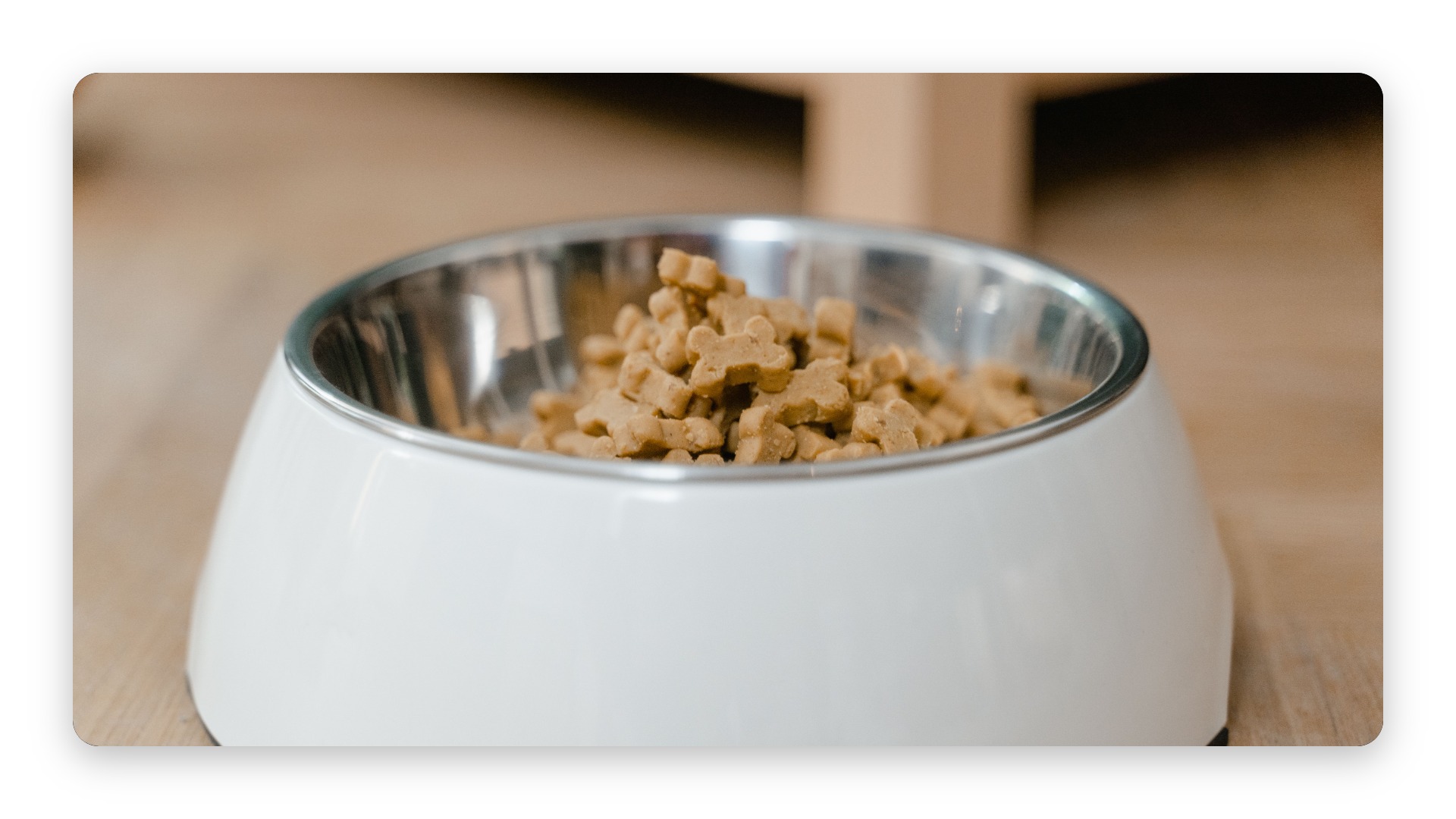 One Week of Food for a Rescued Dog