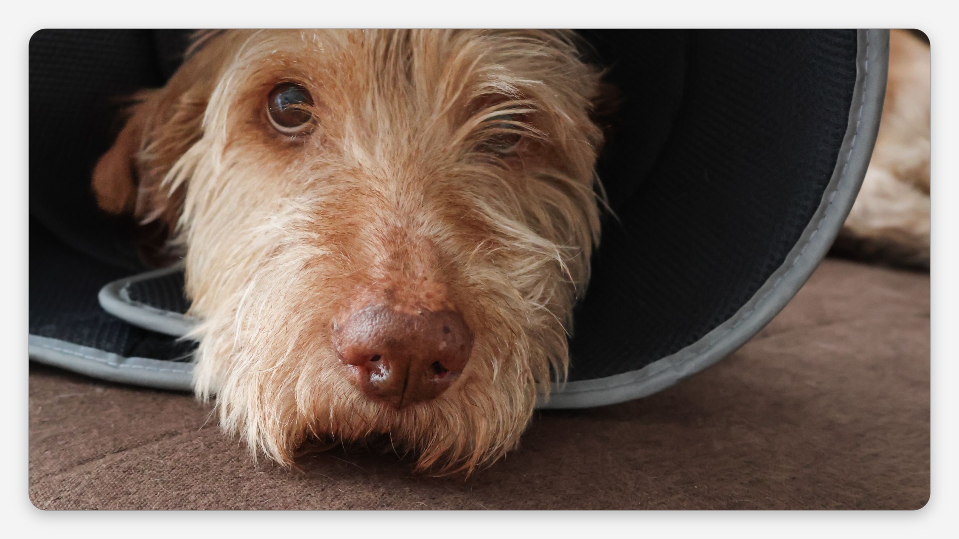 Medical Treatment & Month-Long Care