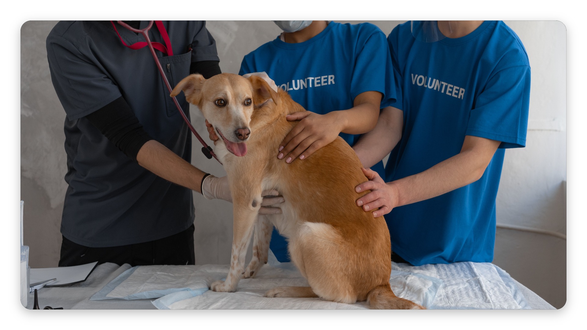 Basic Veterinary Care & Vaccinations Guide