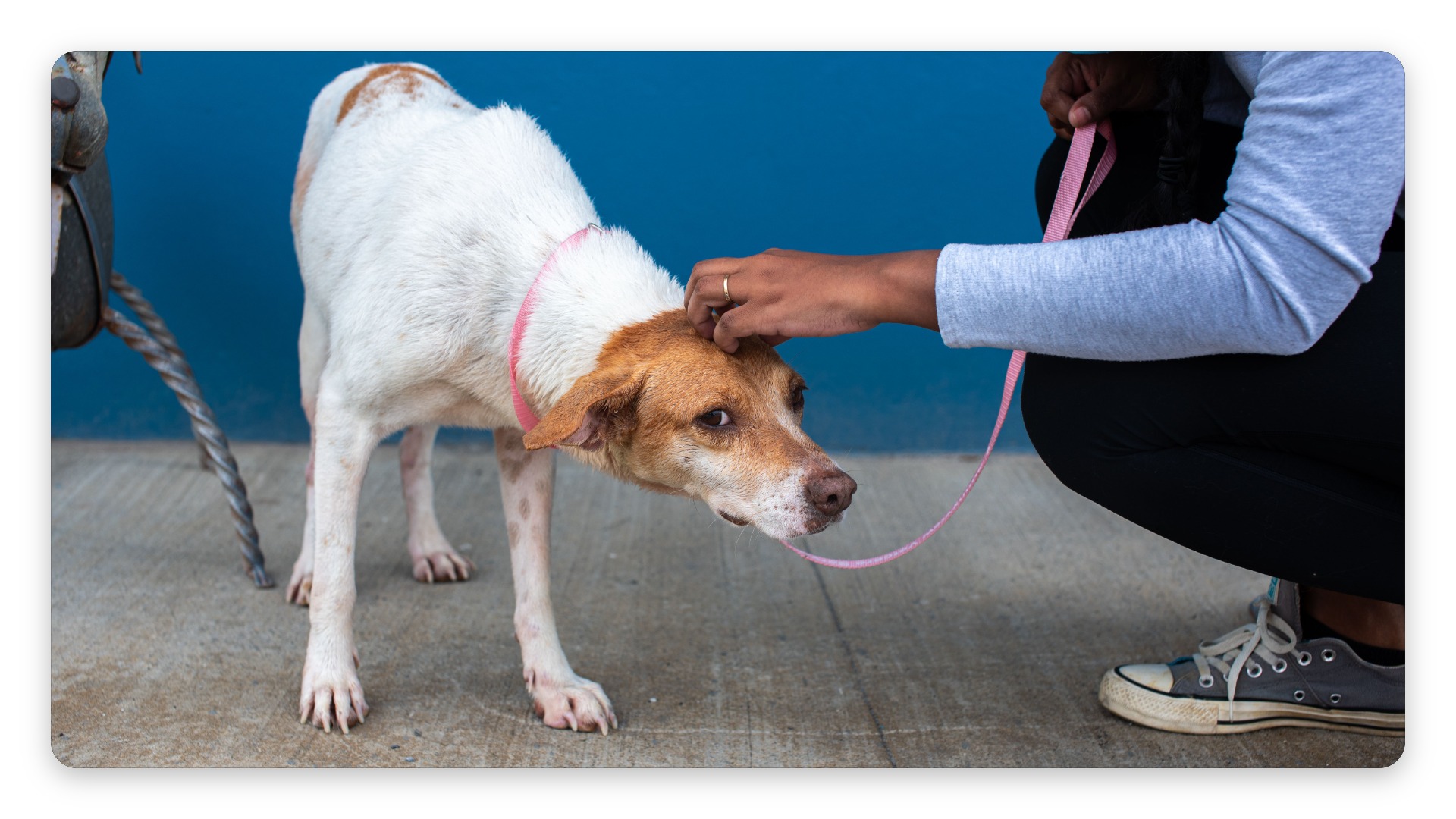 Monthly Dog Rescue Sponsorship