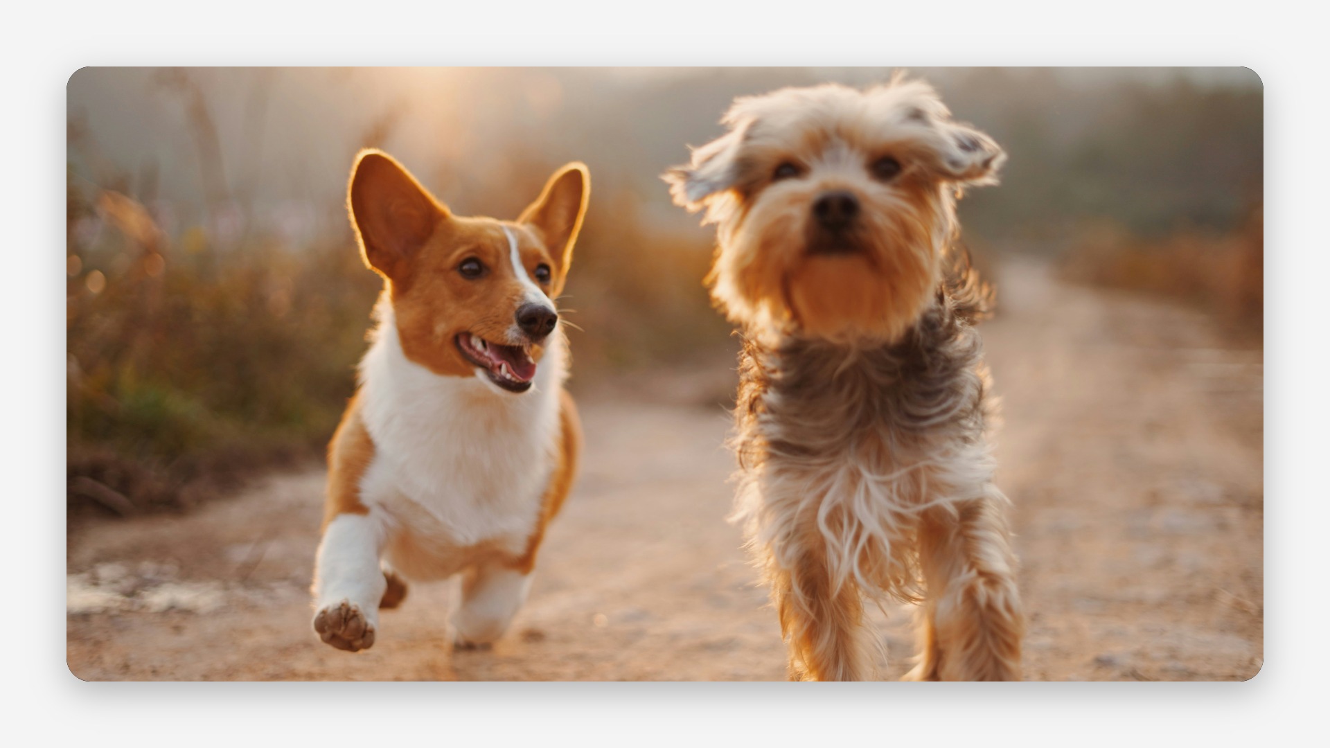 Monthly Dog Updates & Supporter Letters