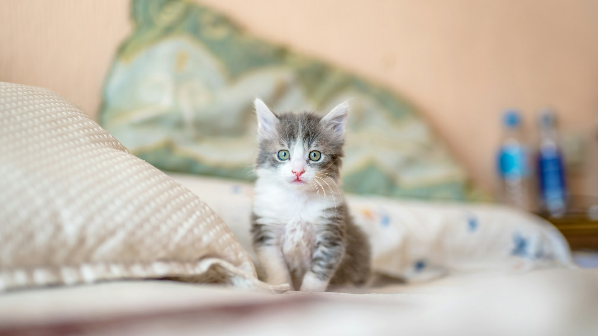 Safe Paws: first days with a kitty