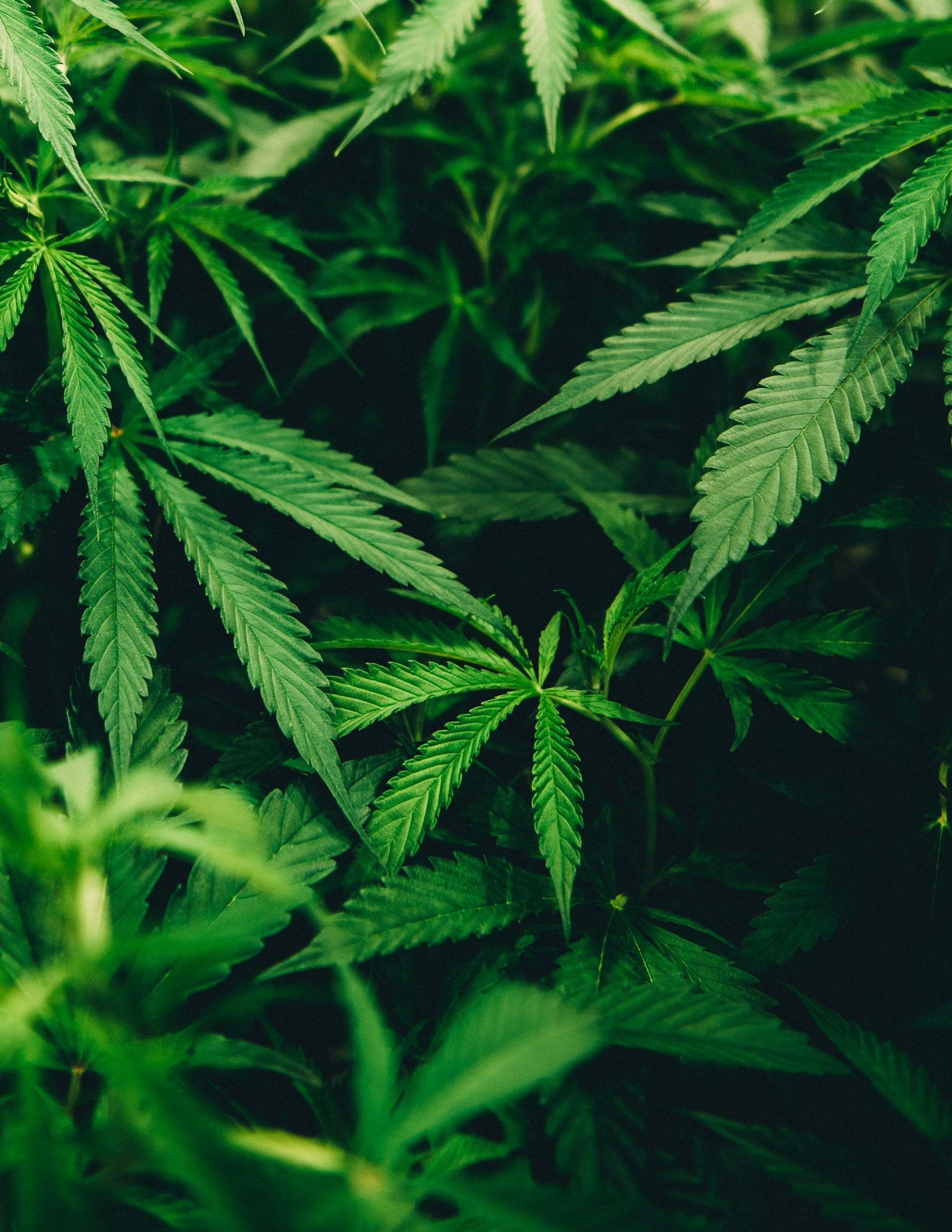 Plant Education Guide