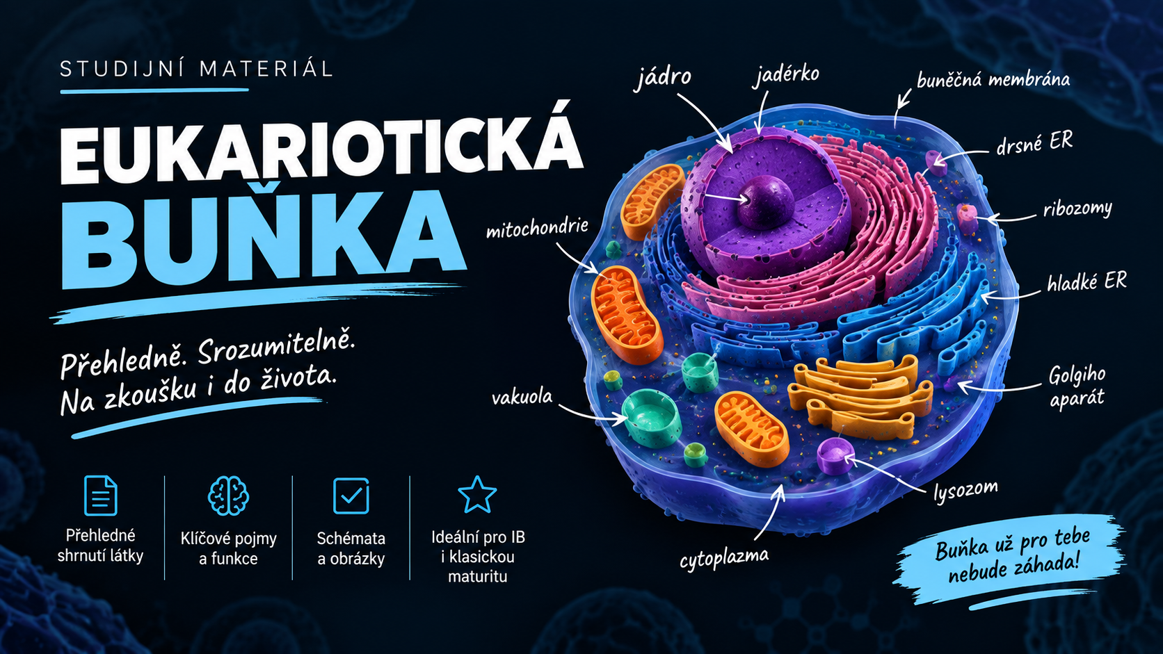 Eukaryotická buňka
